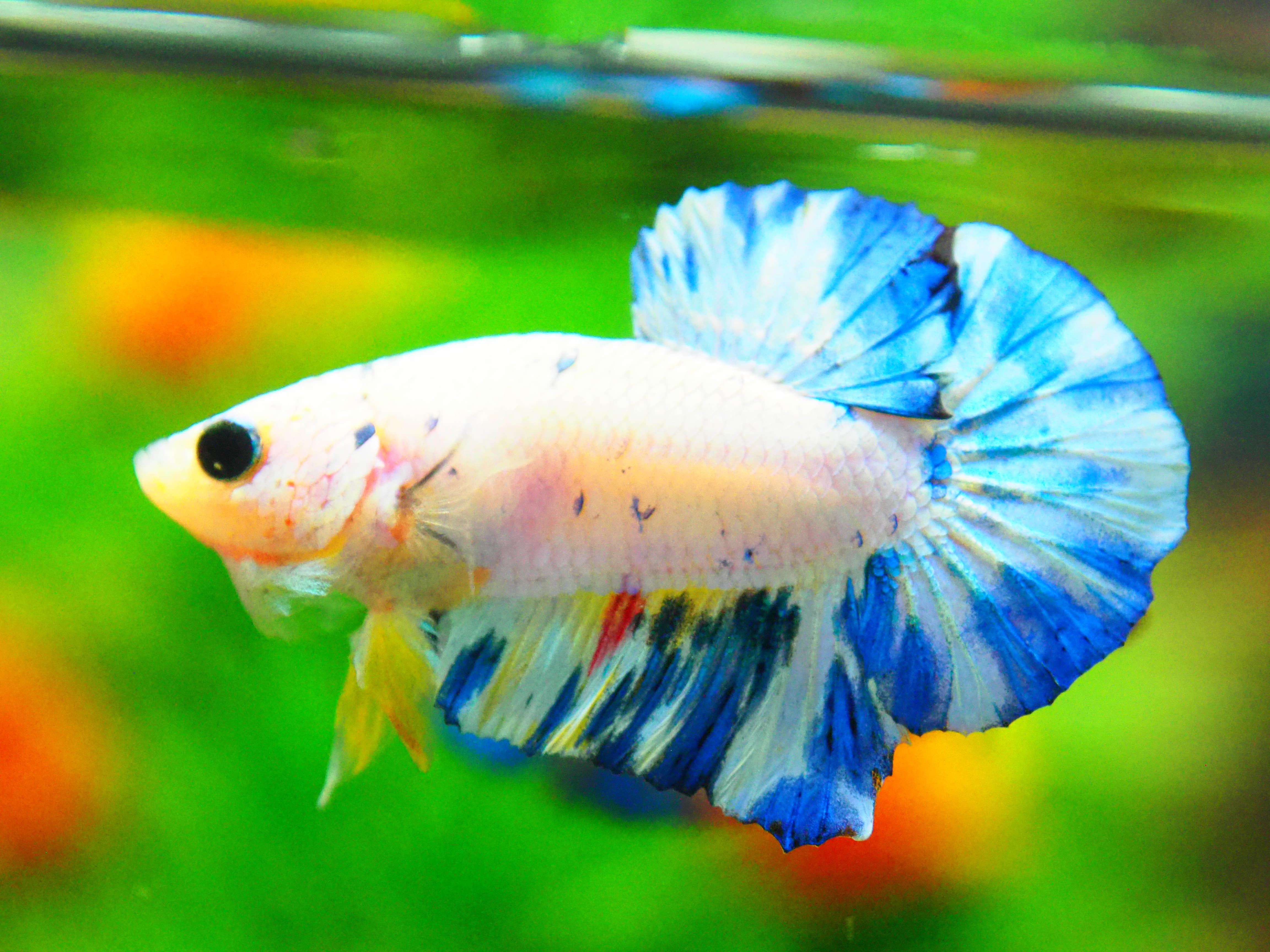 HMPK FANCY MALE GRADE A +++