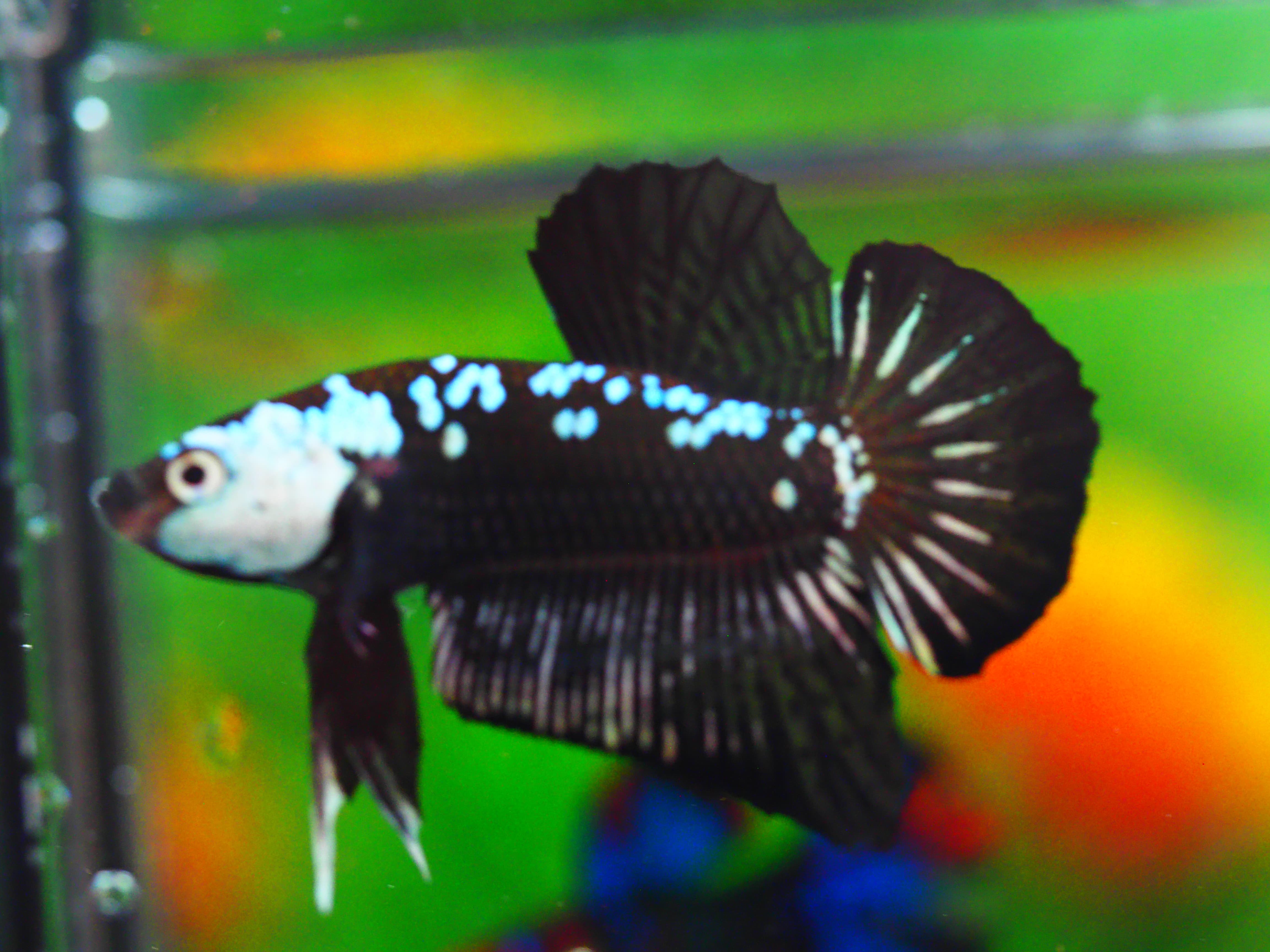 HMPK SAMURIA MALE GRADE A++