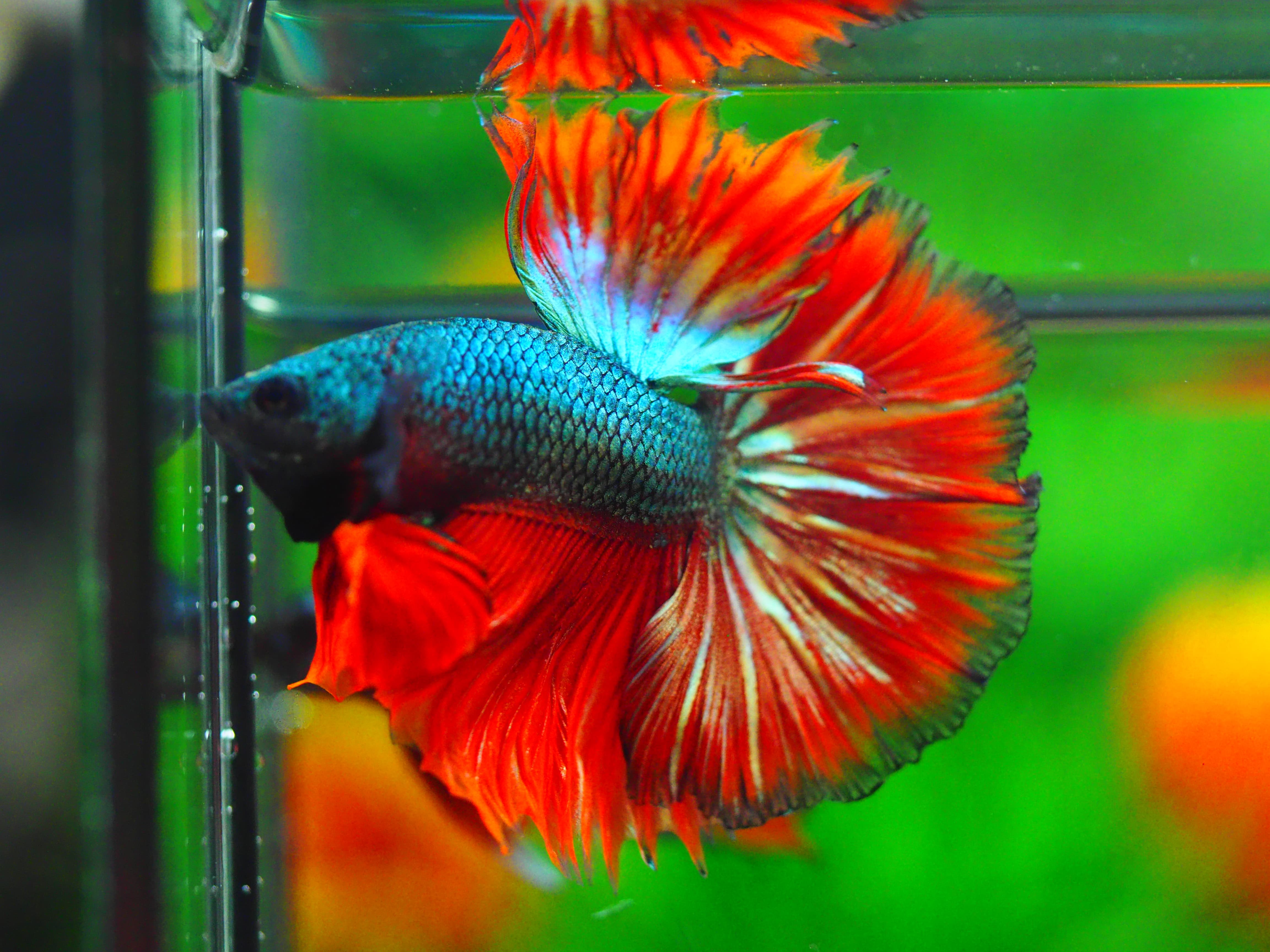 HM RED COPPER MALE GRADE A +++