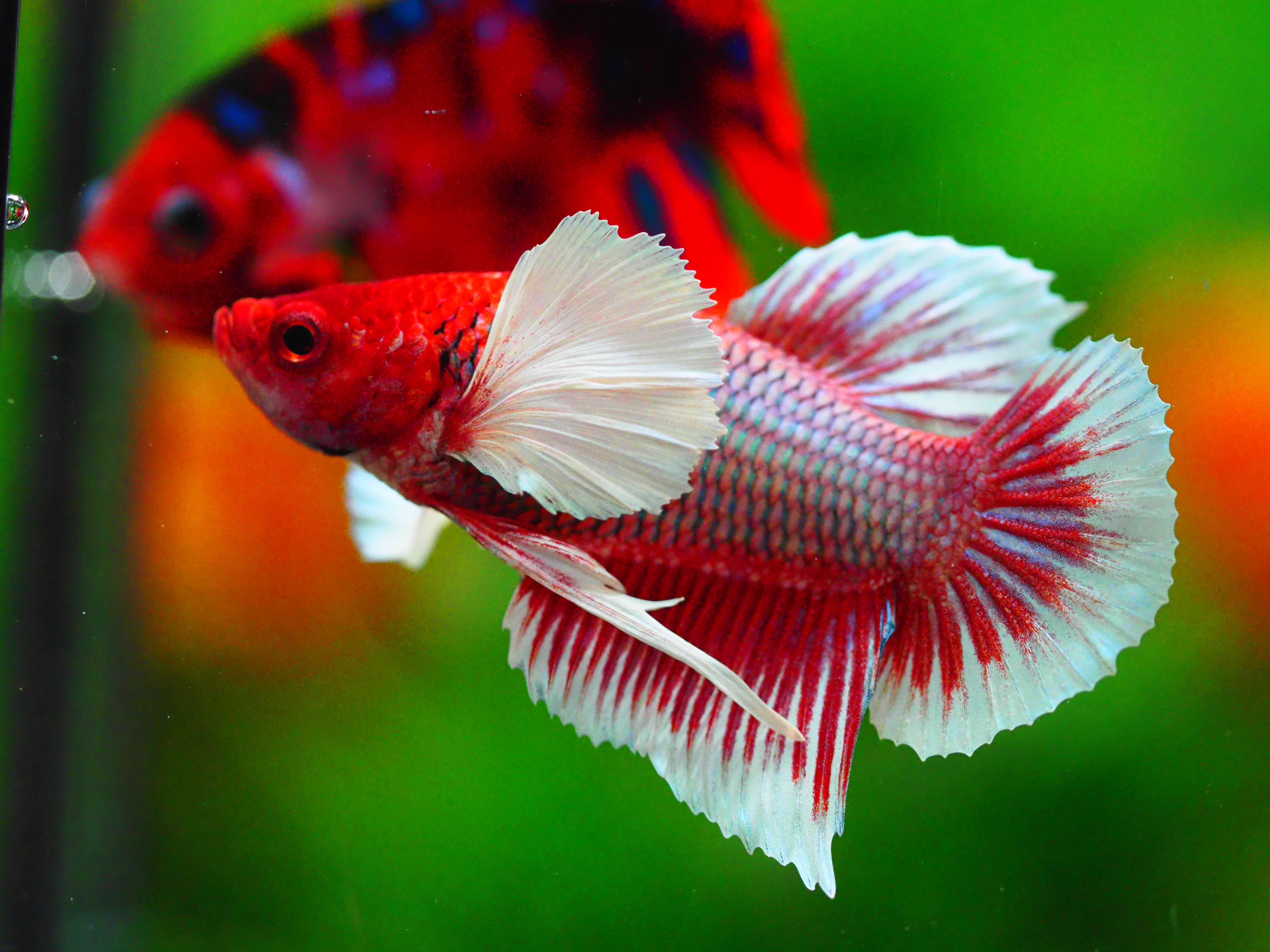 HMPK DUMBO MALE GRADE A +++