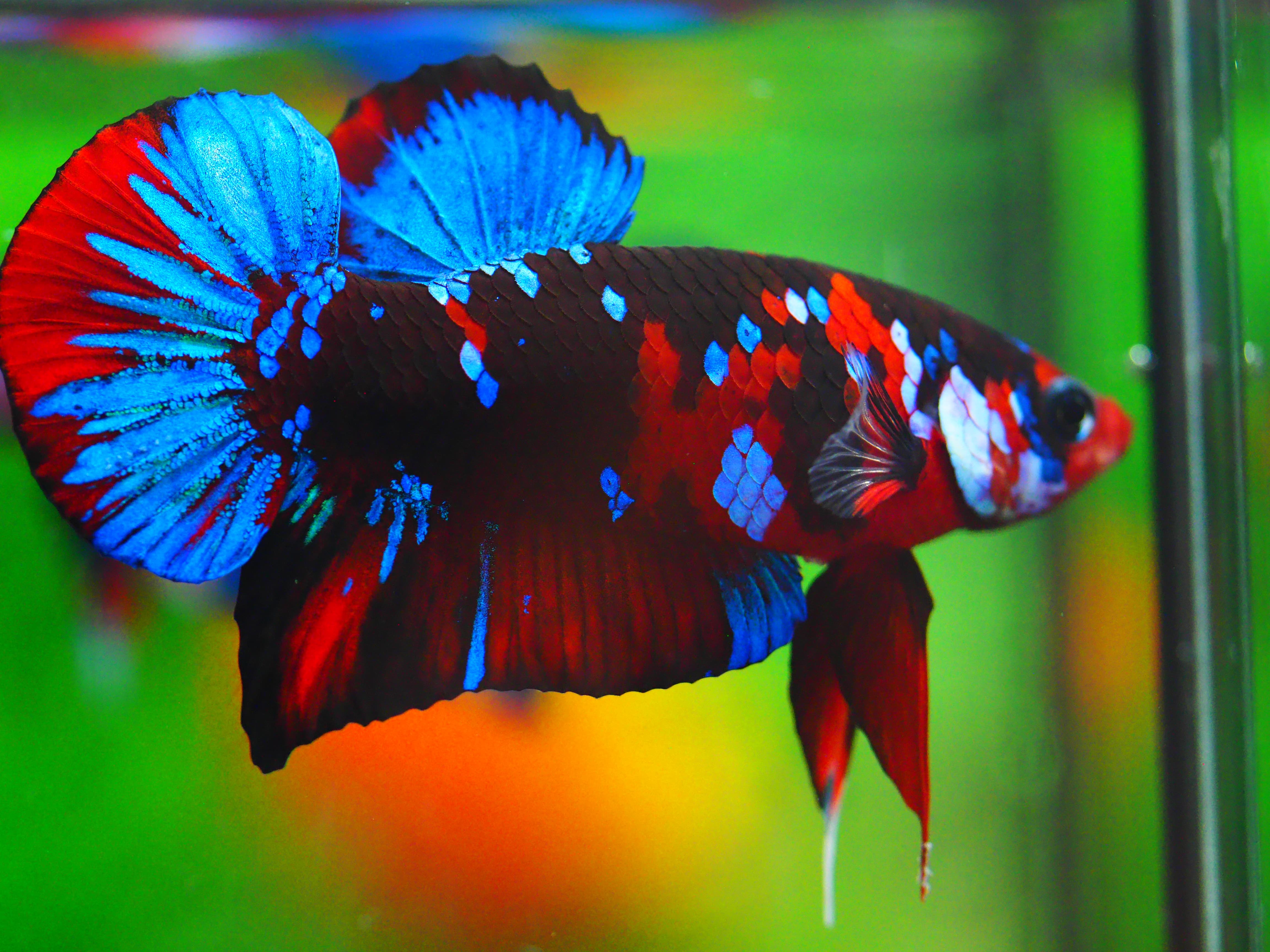 HMPK KOI GALAXY MALE GRADE A +++