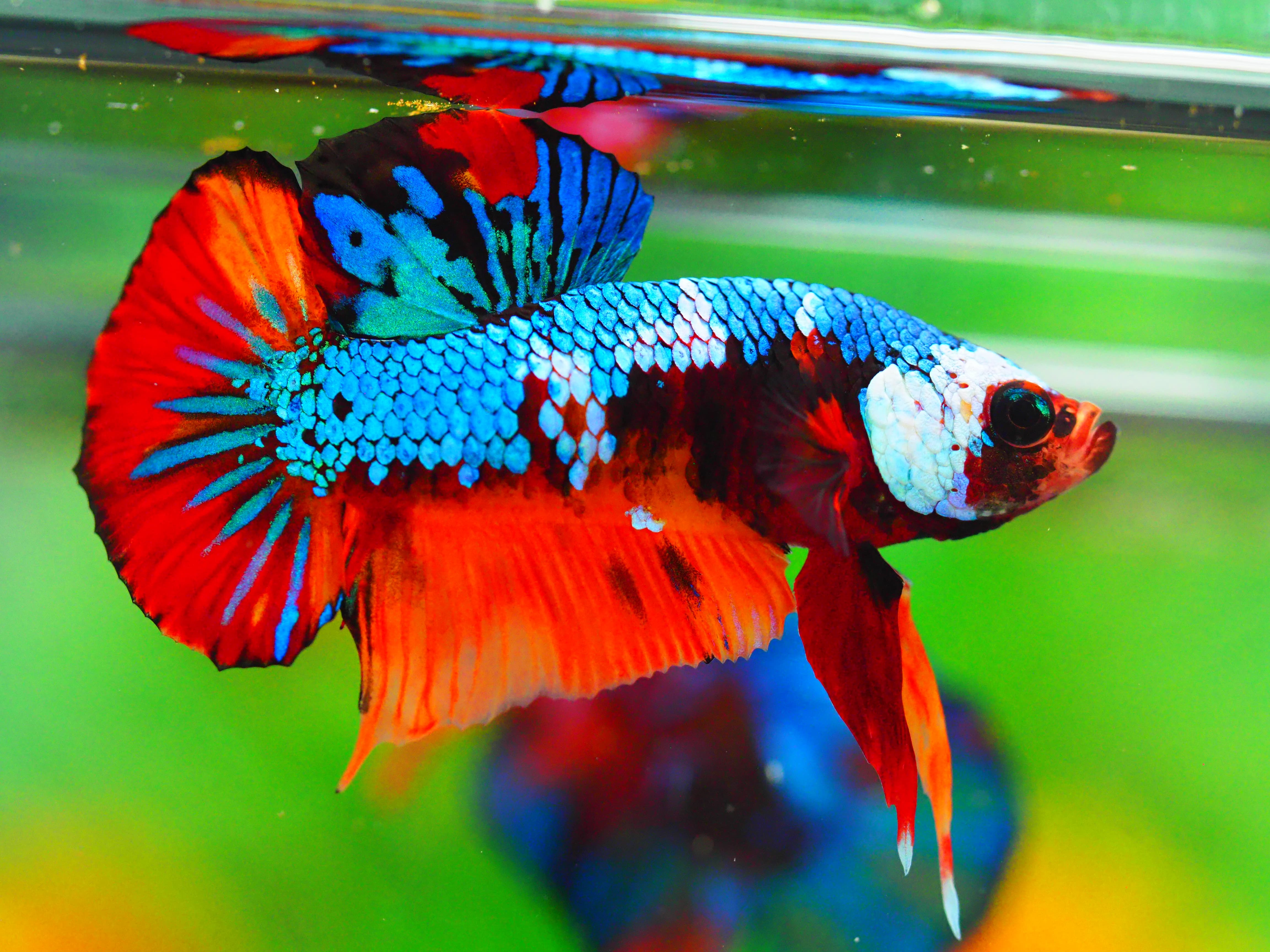 HMPK NEMO GALAXY MALE GRADE A +++