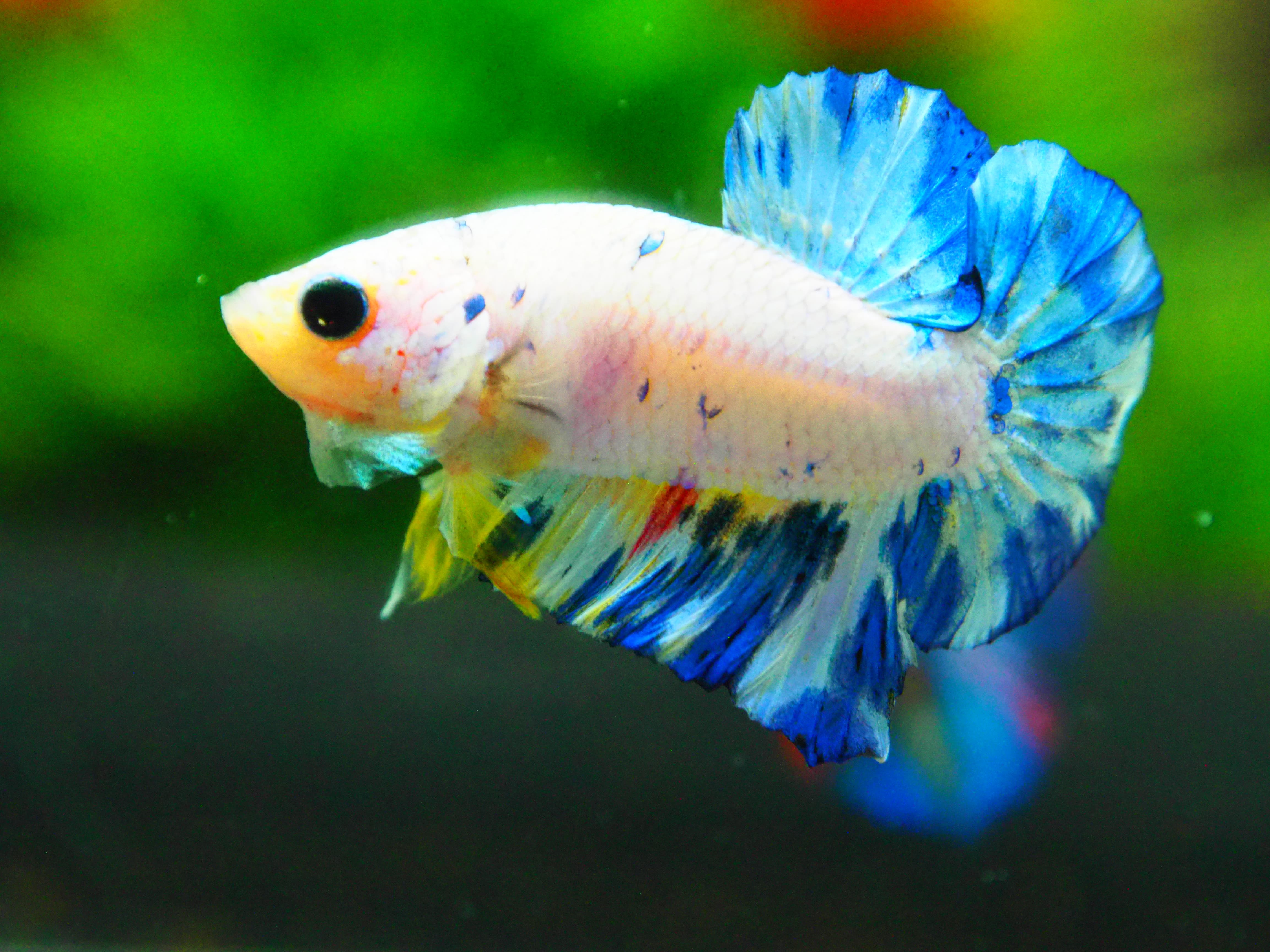 HMPK FANCY MALE GRADE A +++