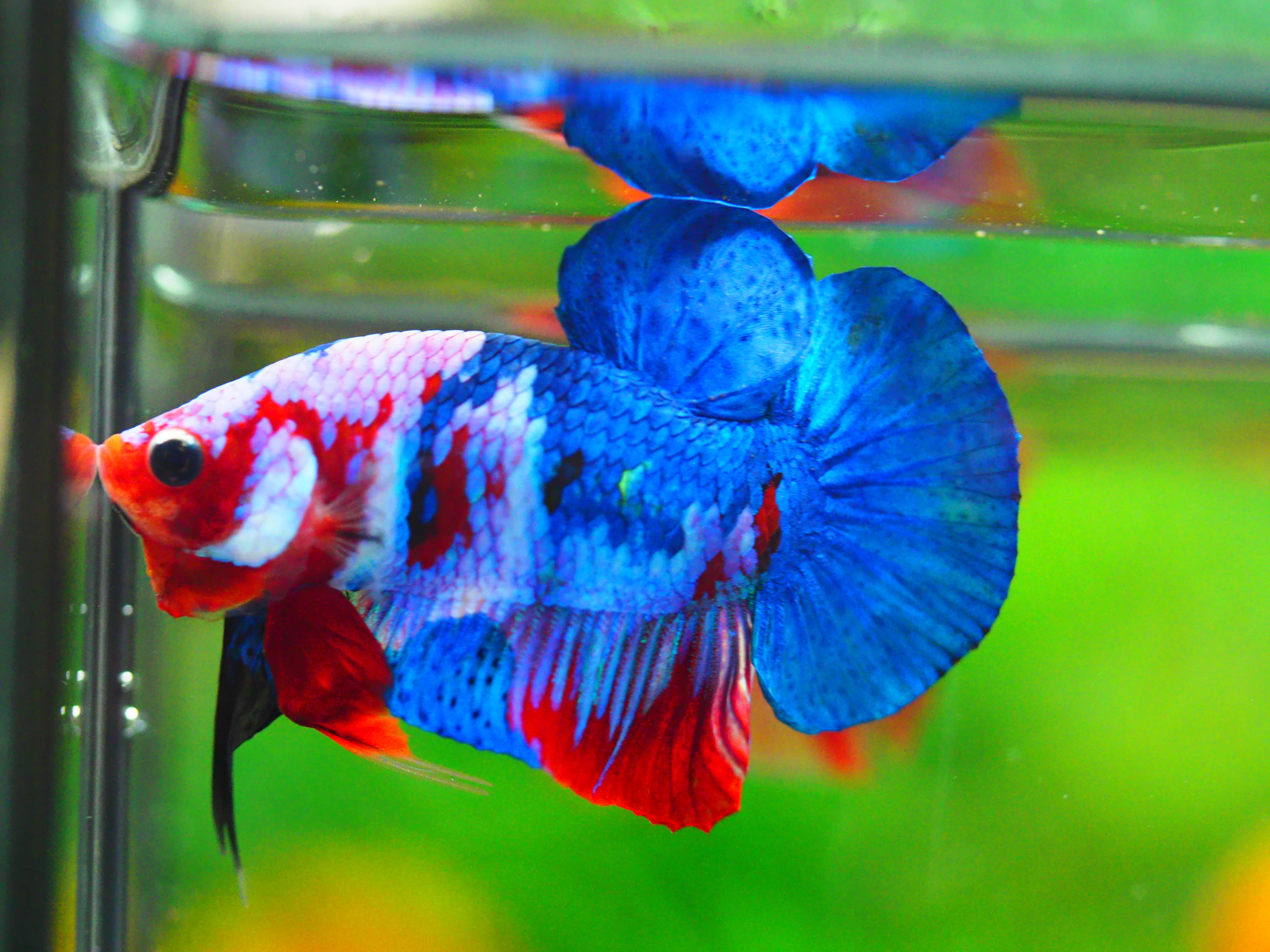 HMPK KOI GALAXY MALE GRADE A +++