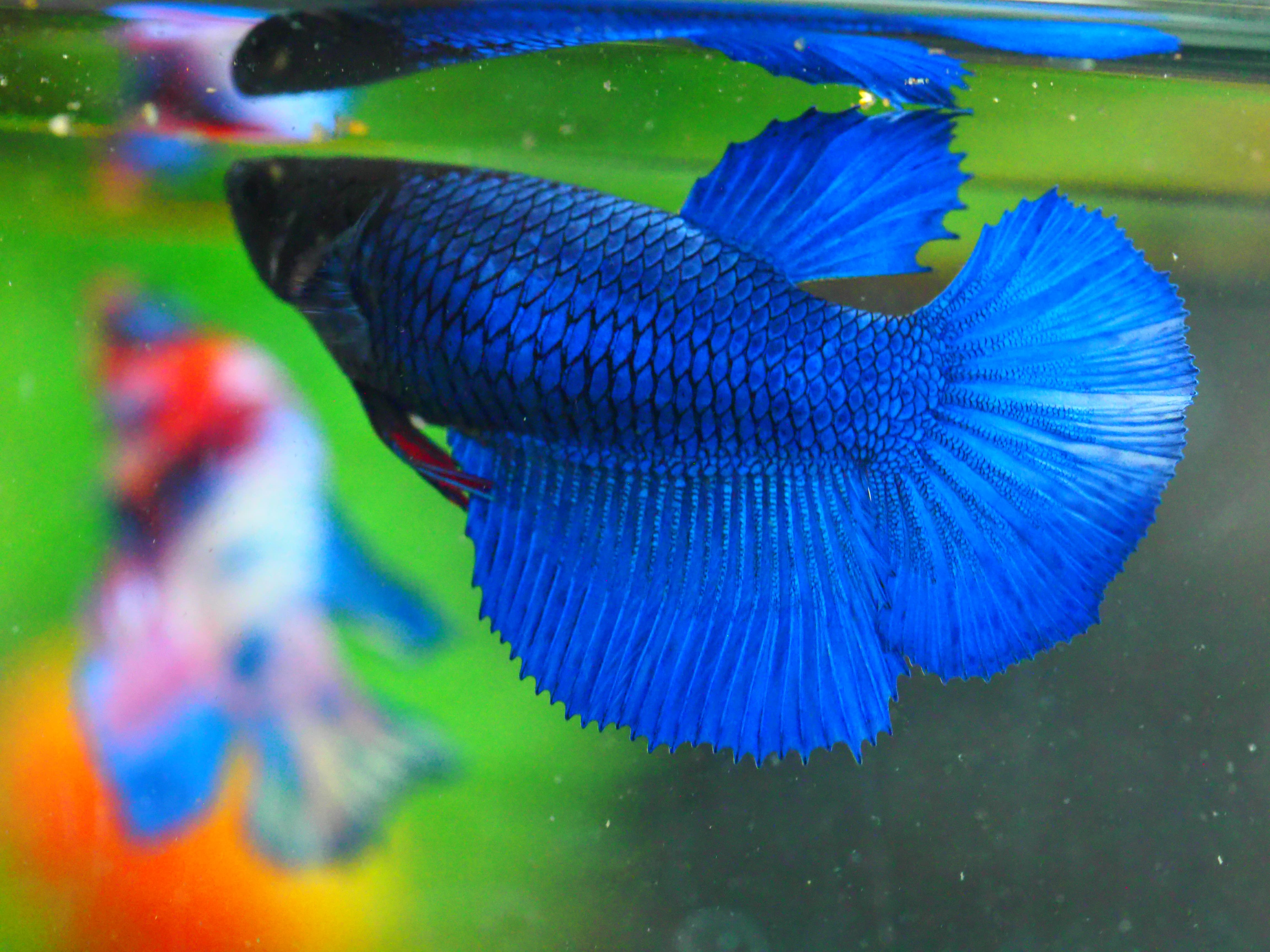 HM FANCY FNMALE GRADE A +++