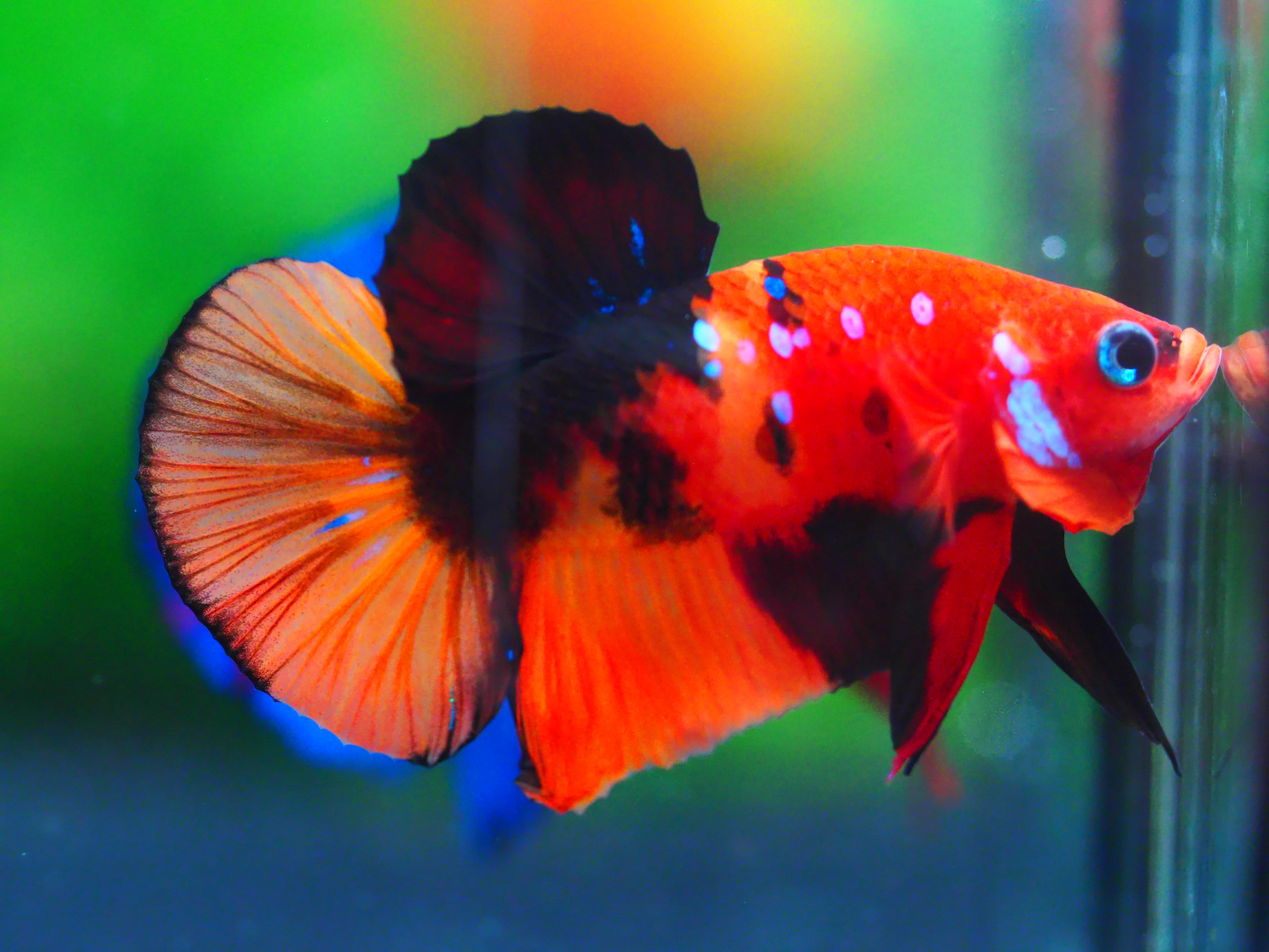 HMPK NEMO MALE GRADE A +++