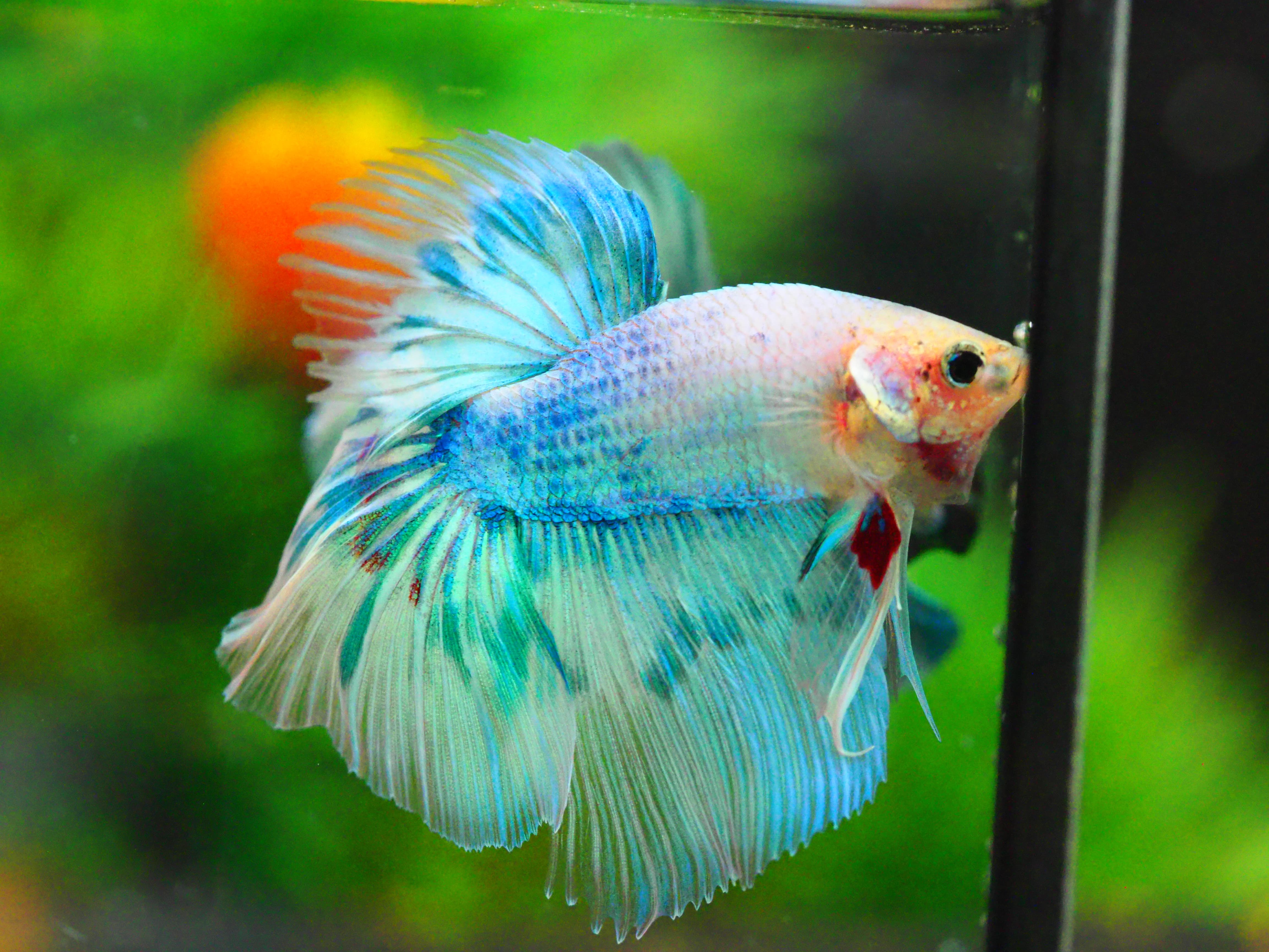 HM FANCY MALE GRADE A +++