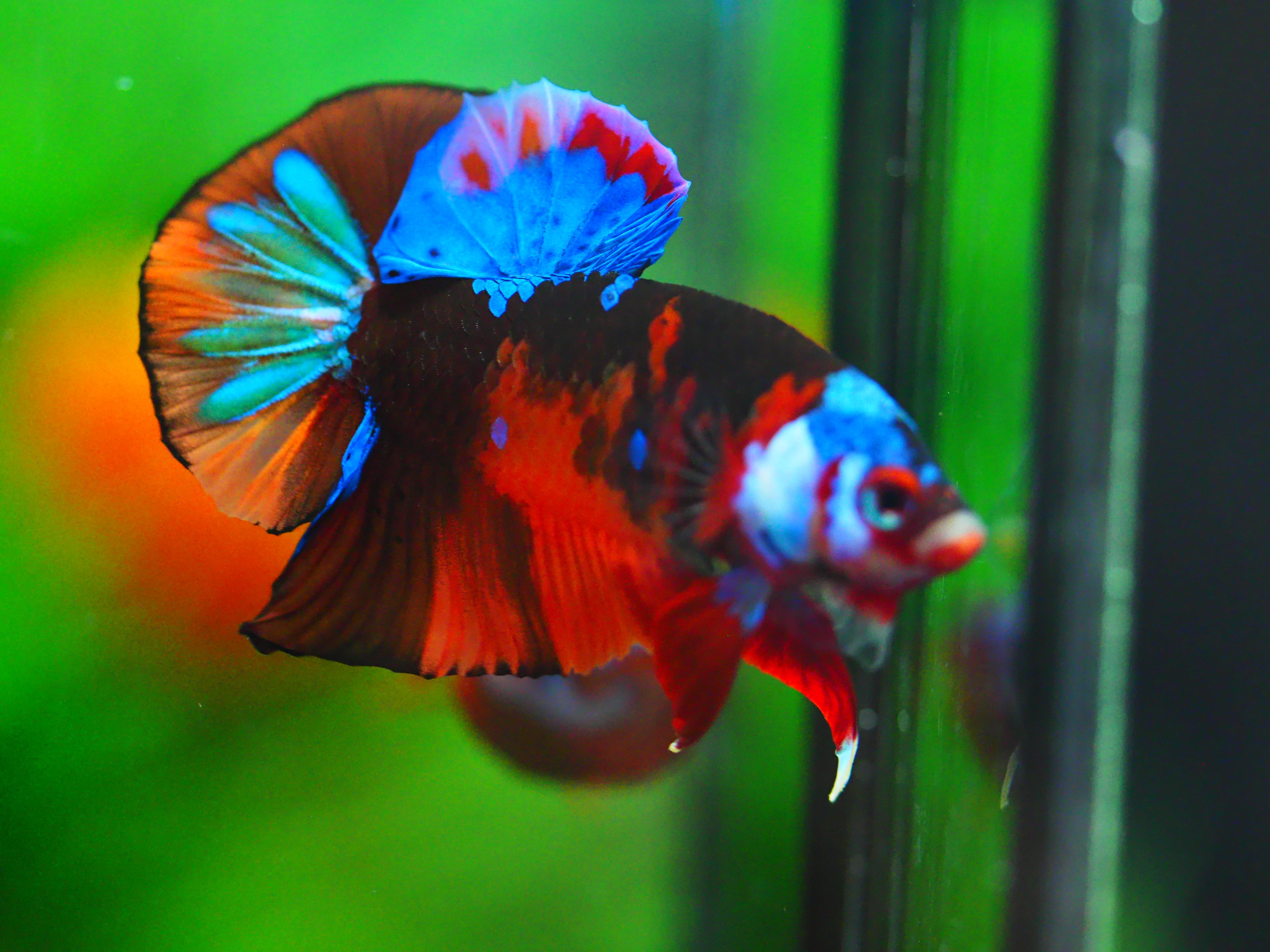 HMPK NEMO GALAXY MALE GRADE A +++