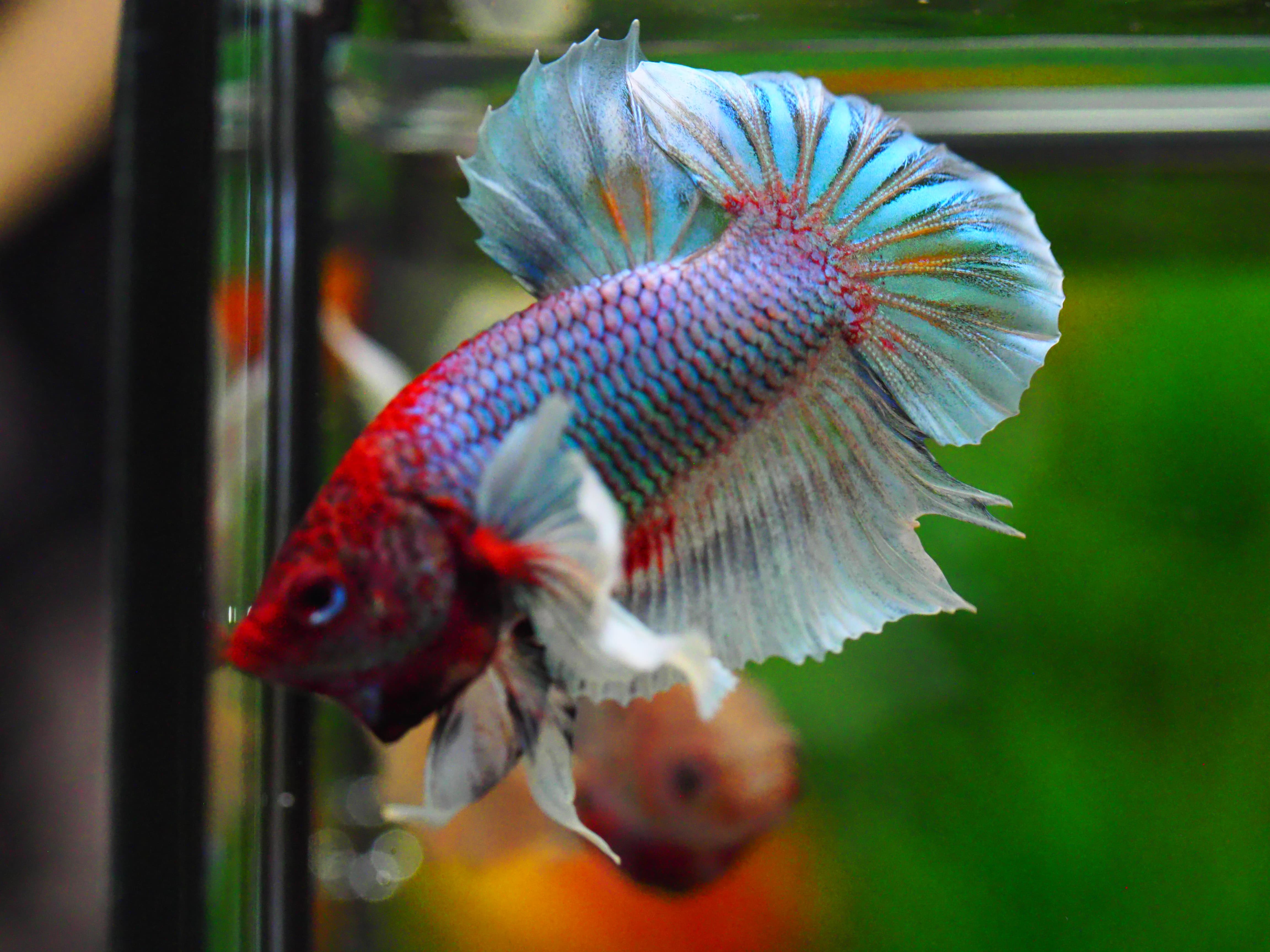 HMPK DUMBO MALE GRADE C