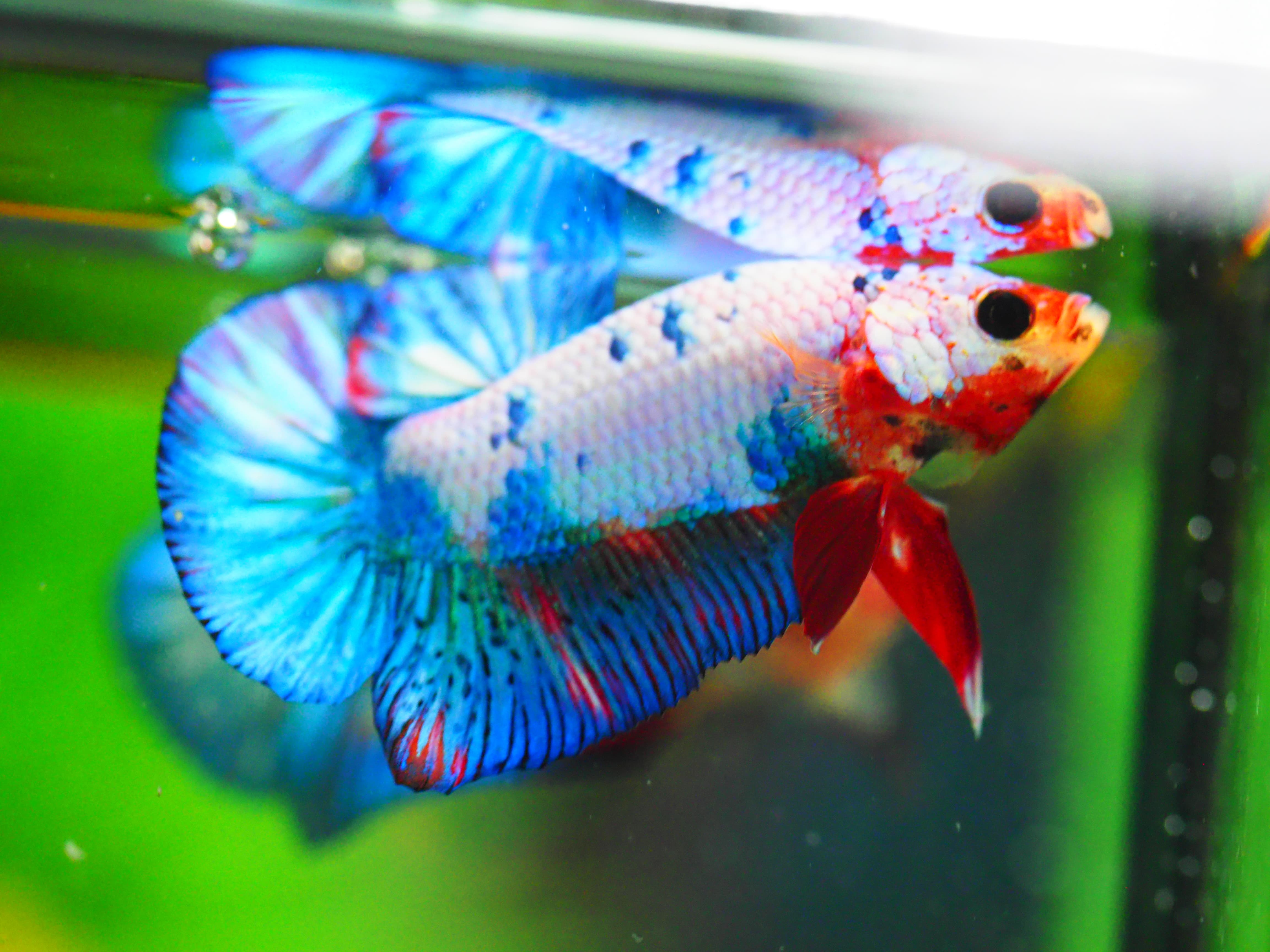 HMPK KOI FANCY MALE GRADE A +++