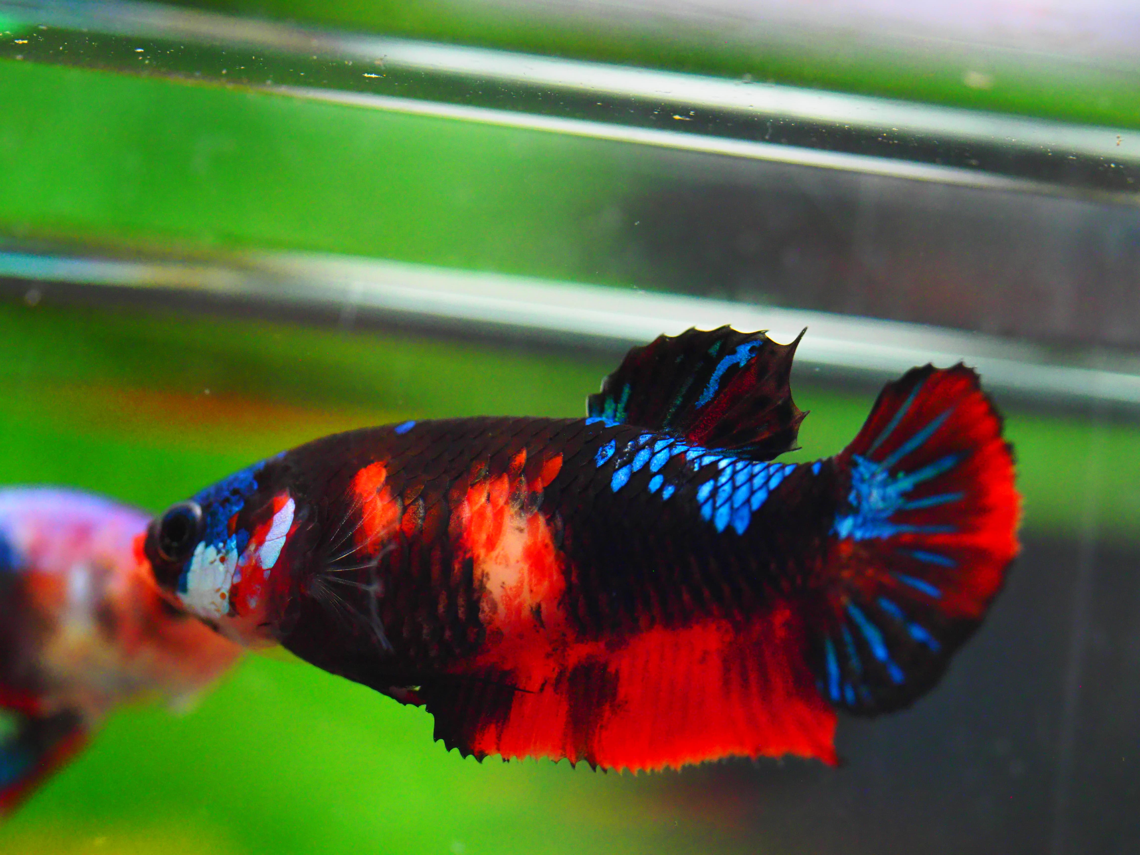 HMPK KOI GALAXY FNMALE GRADE A +++