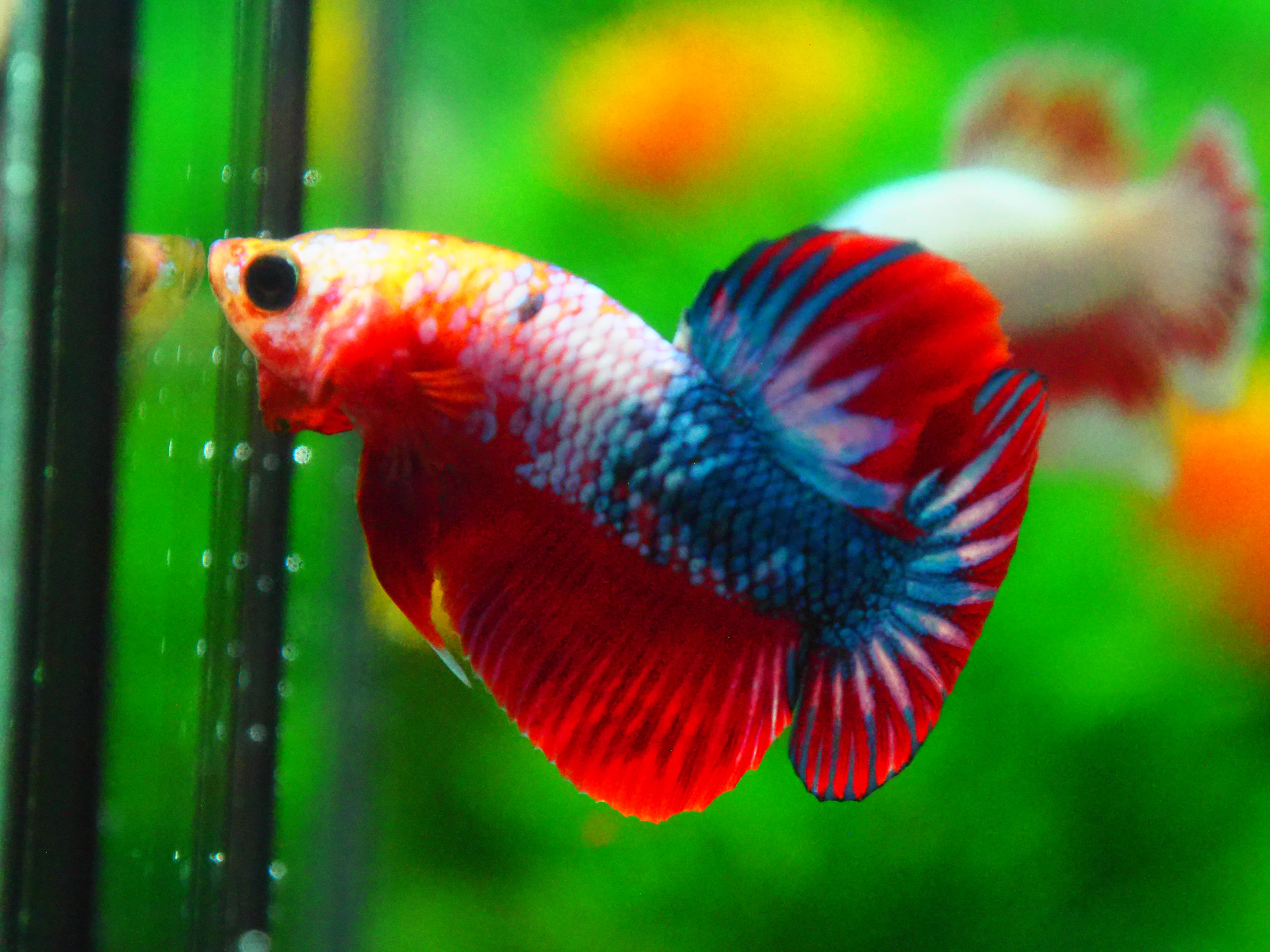 HMPK FANCY MALE GRADE A +++