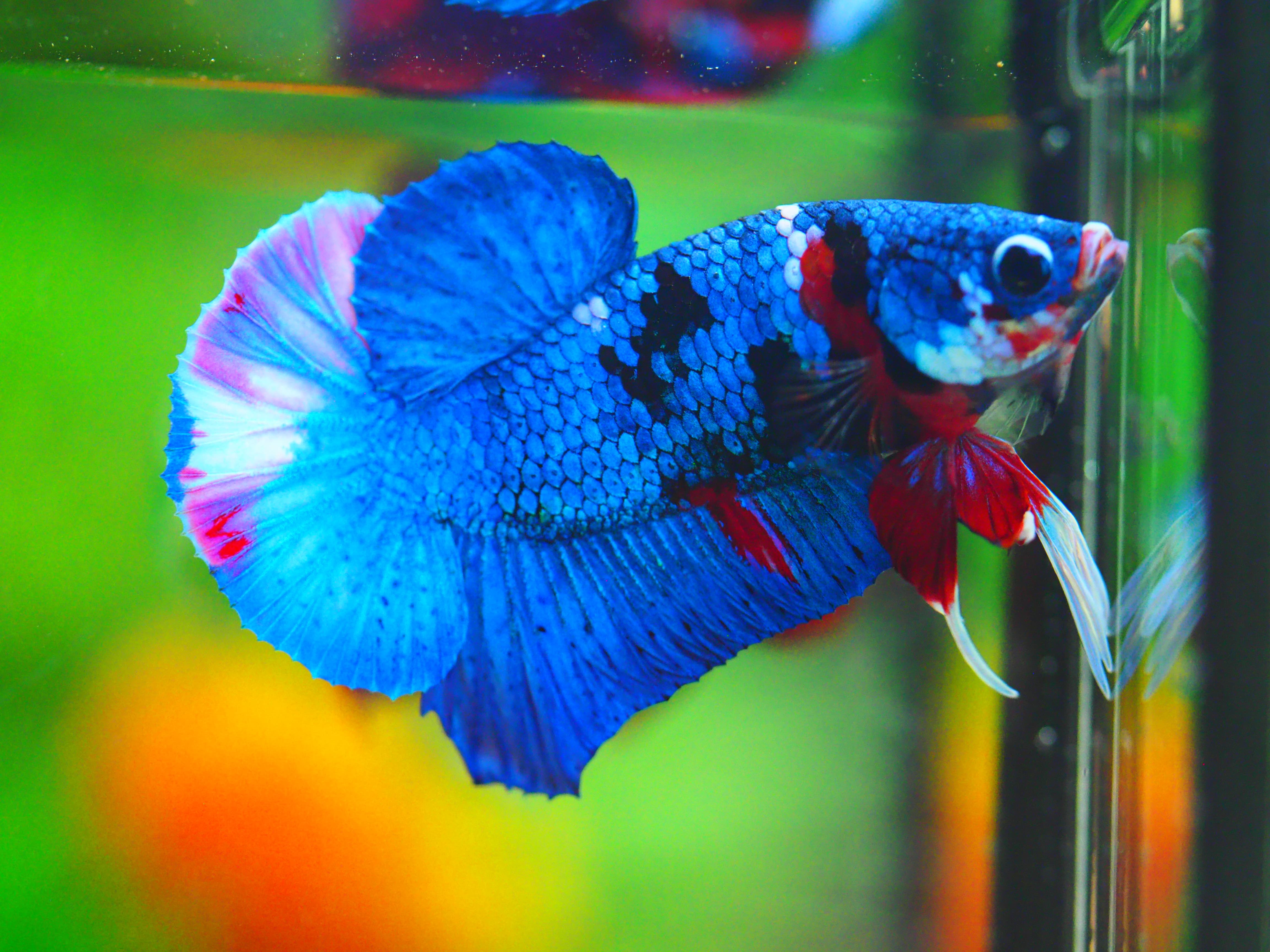 HMPK KOI GALAXY MALE GRADE A +++