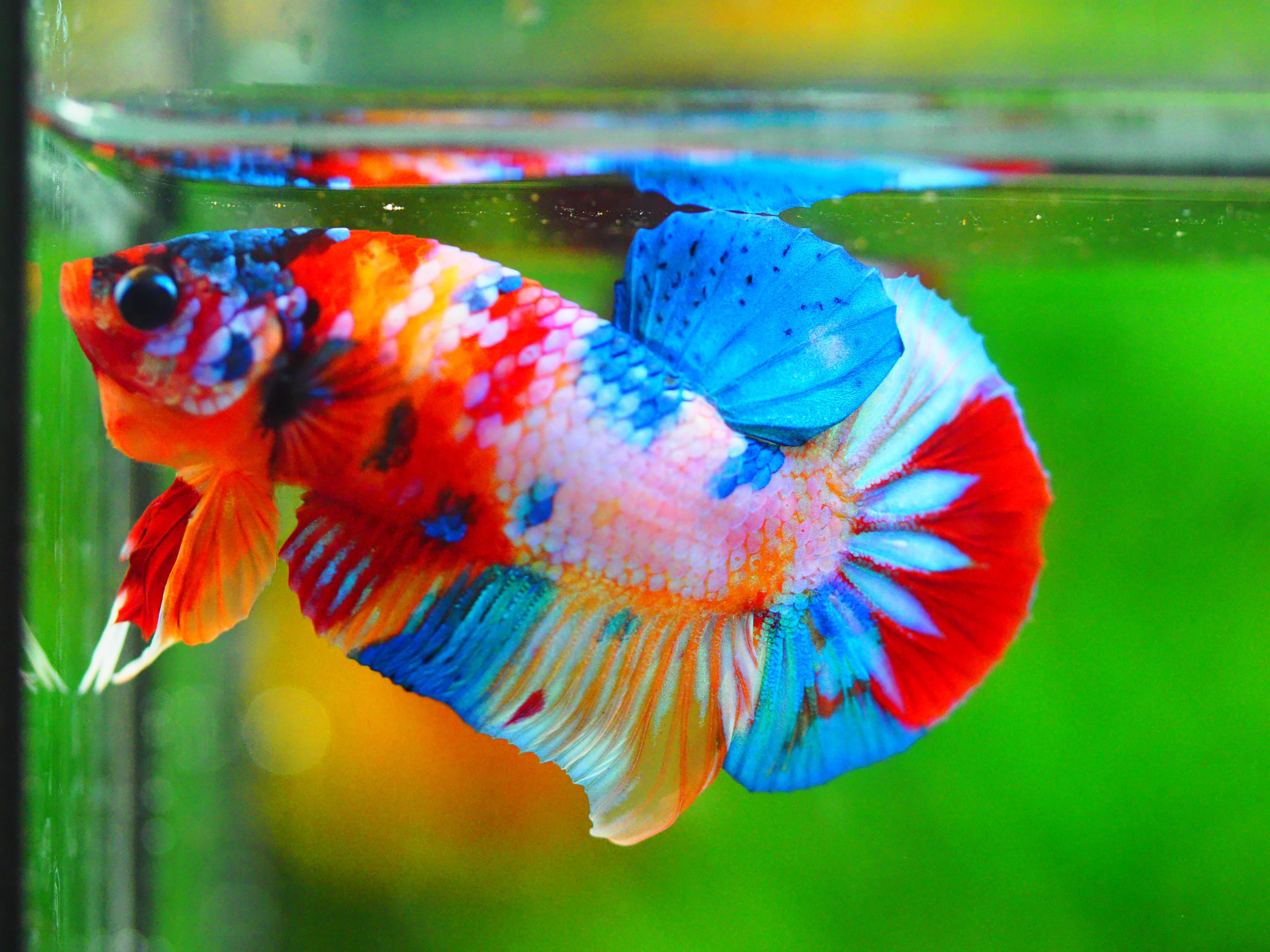 HMPK CANDY MALE GRADE A +++