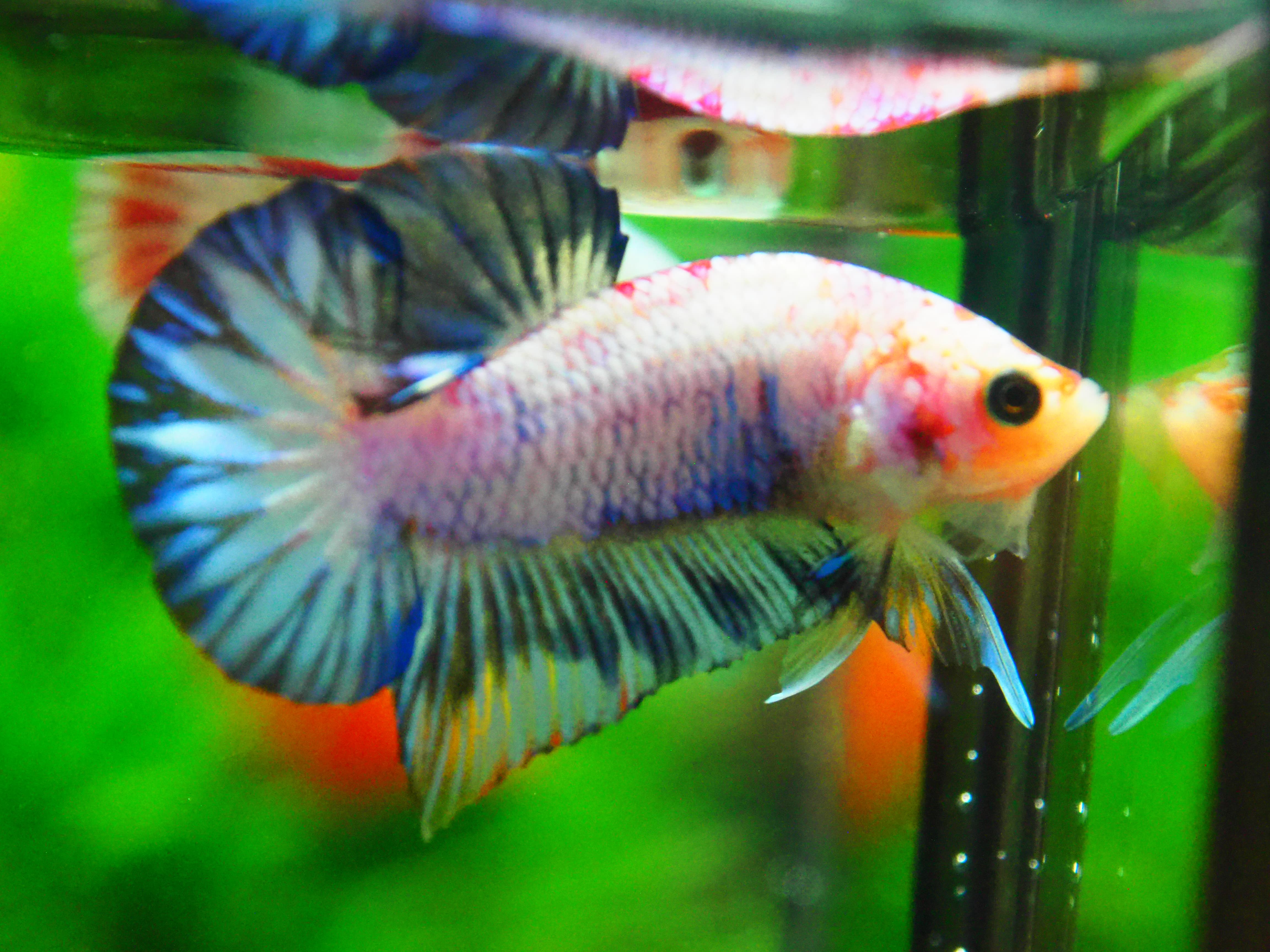 HMPK FANCY MALE GRADE A +++