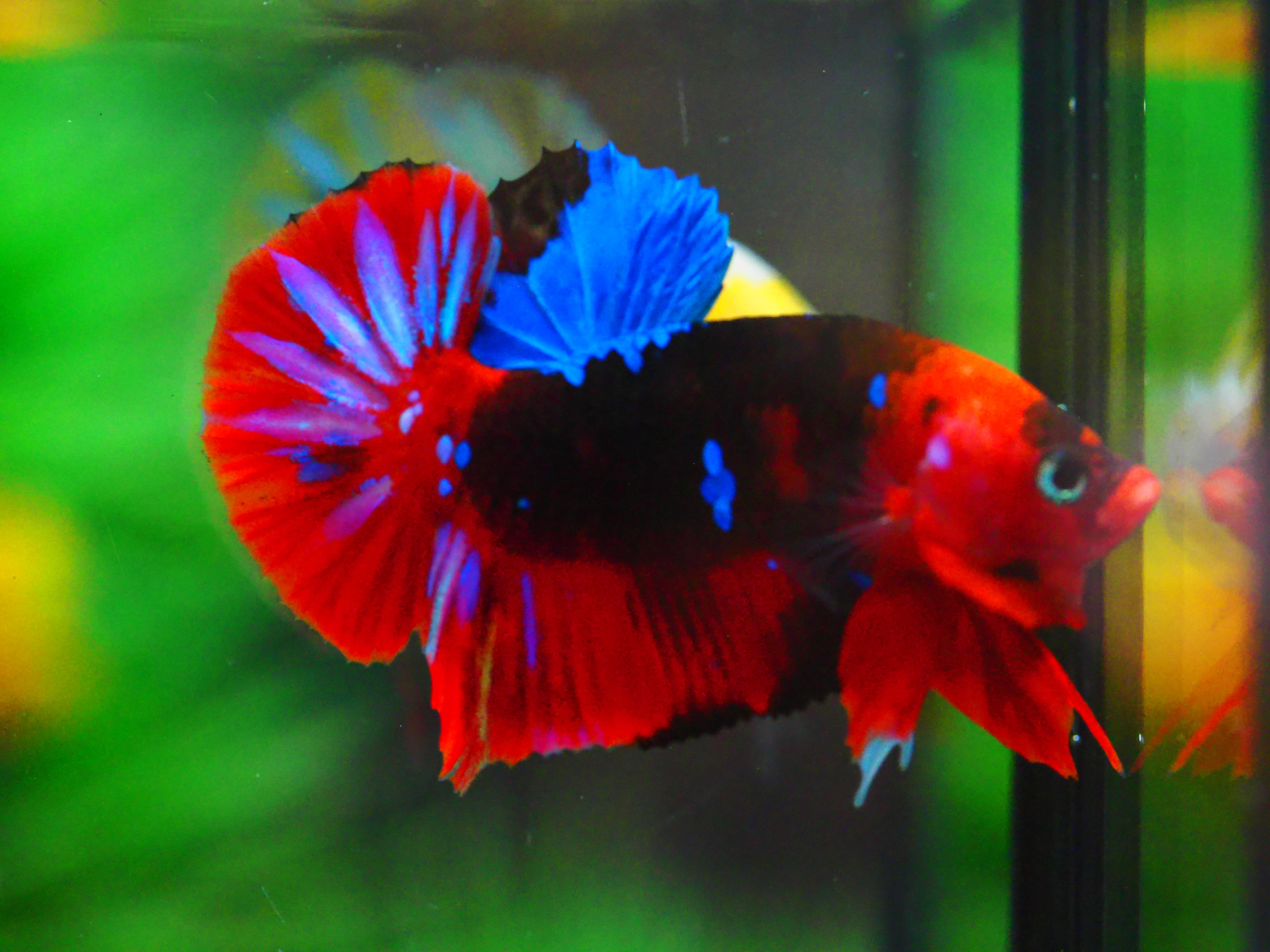 HMPK KOI GALAXY MALE GRADE A +++