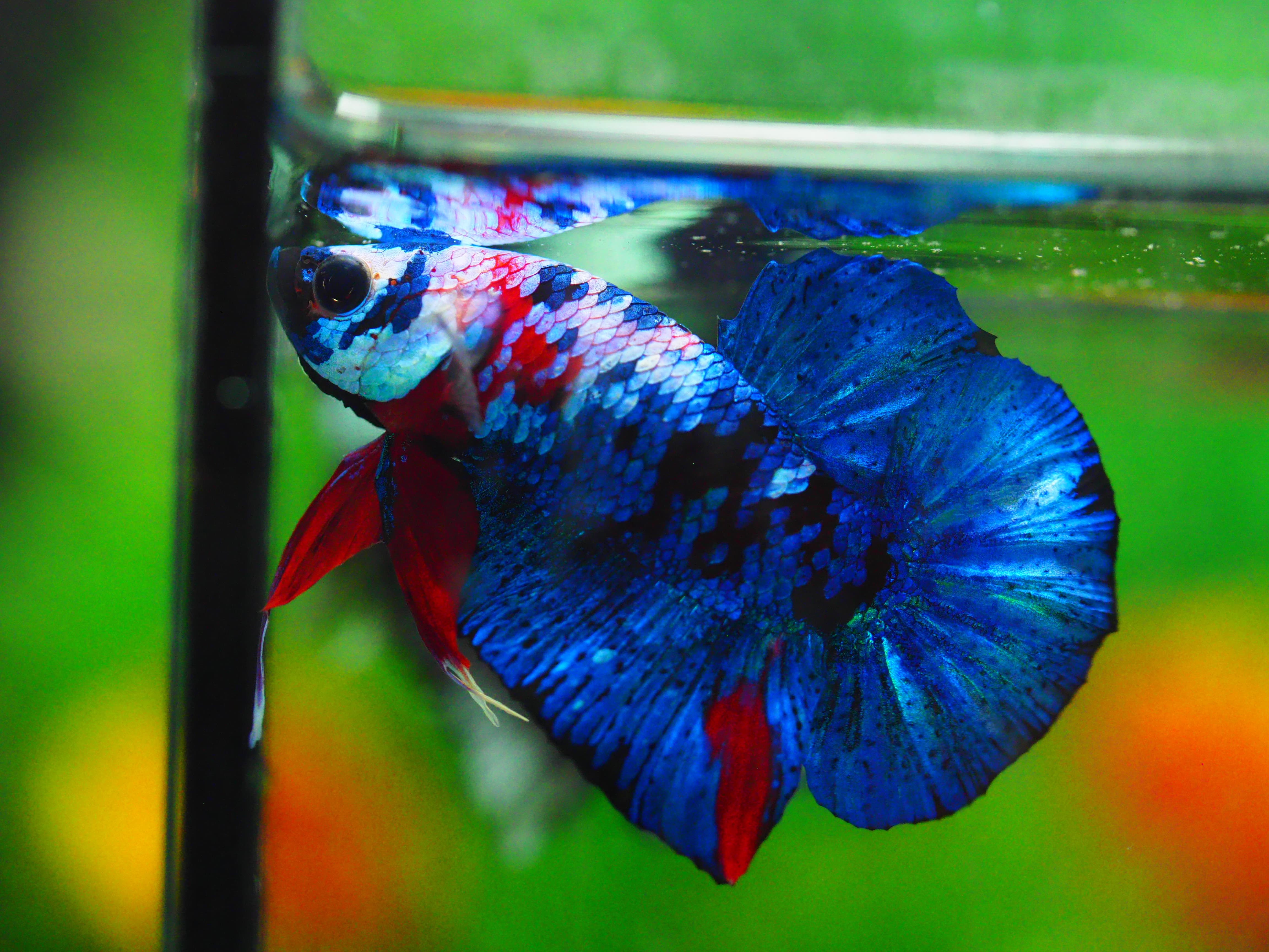 HMPK KOI GALAXY MALE GRADE A +++