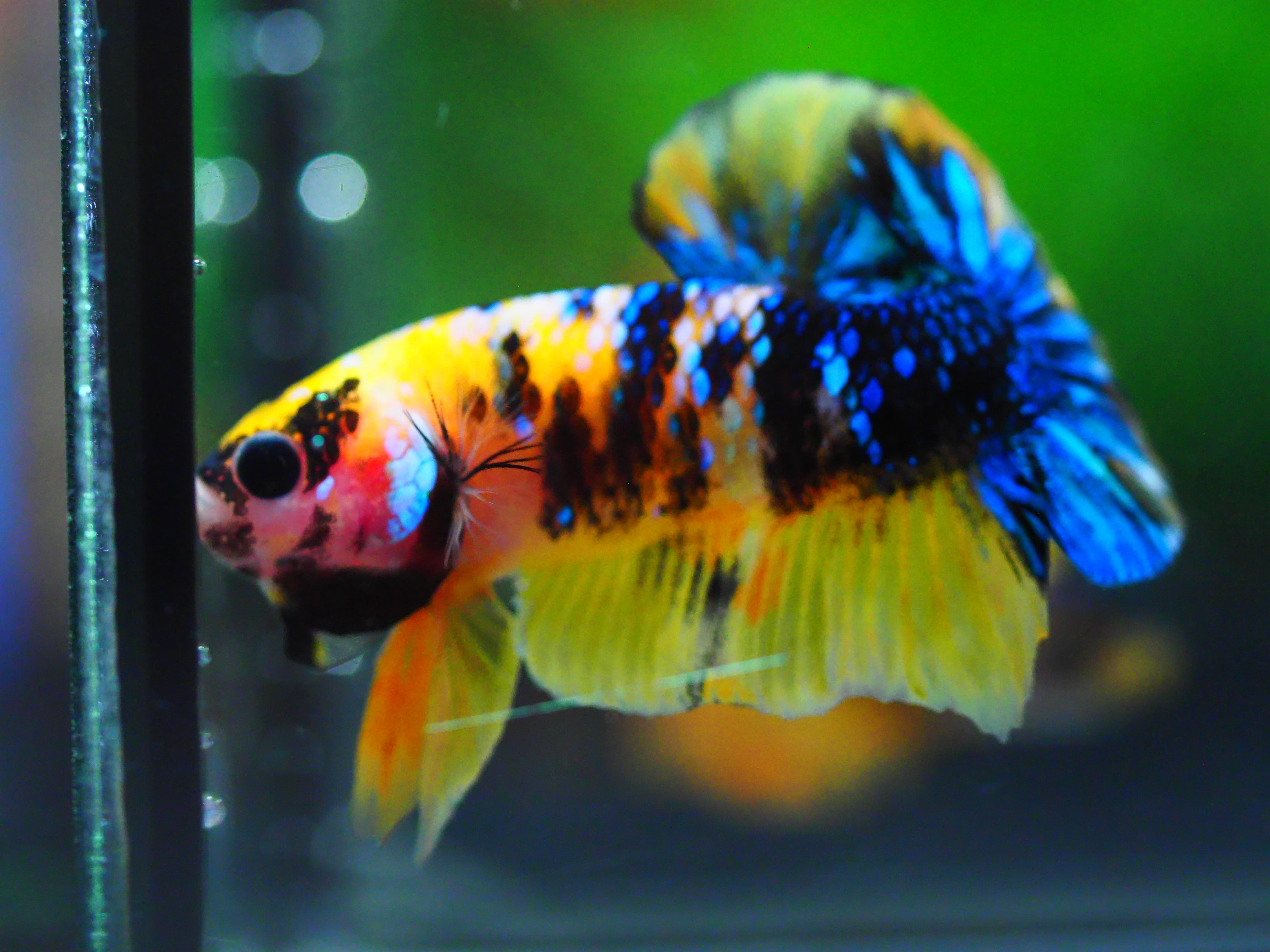 HMPK KOI GALAXY MALE GRADE A +++