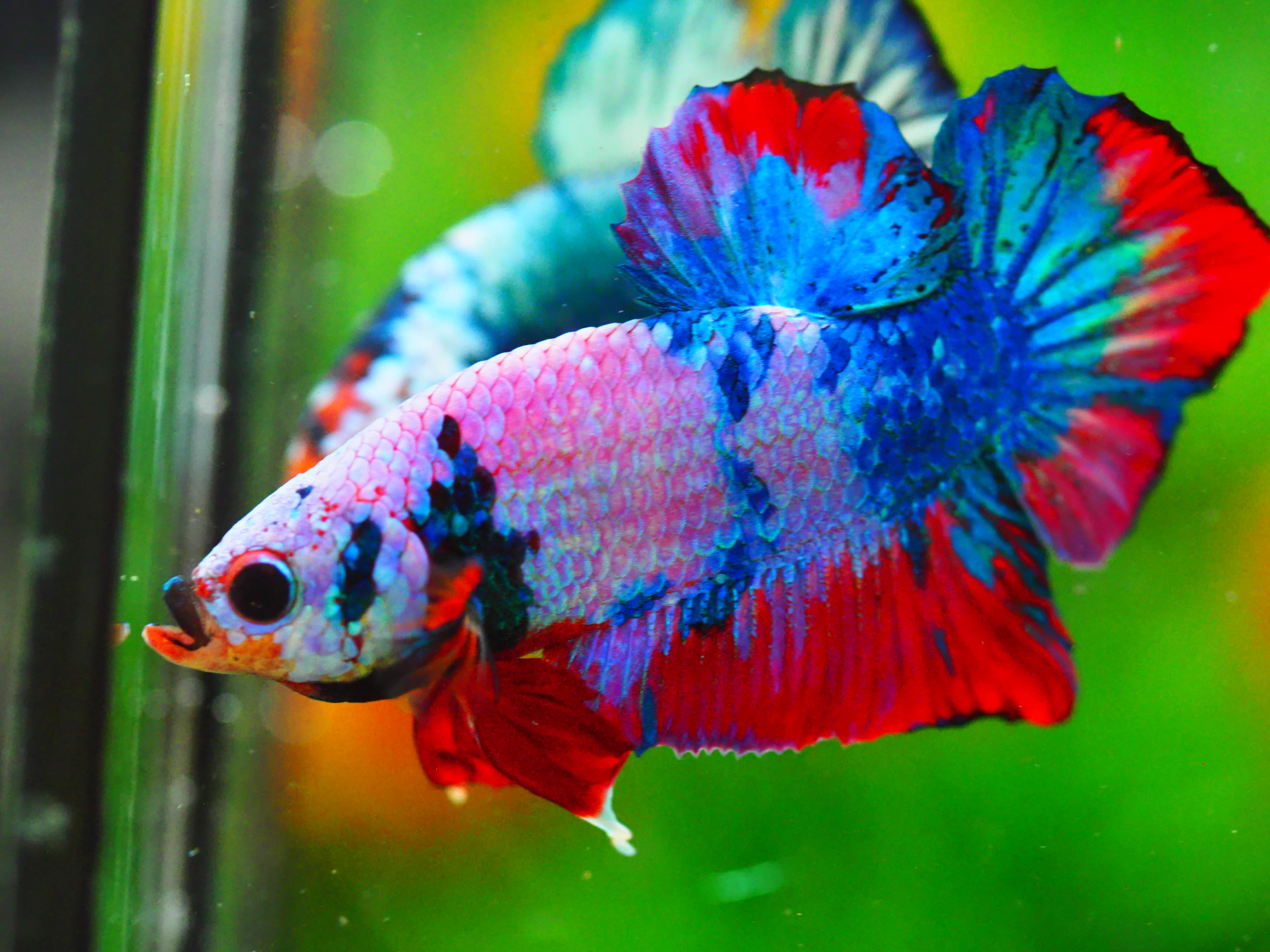 HMPK KOI FANCY MALE GRADE A +++