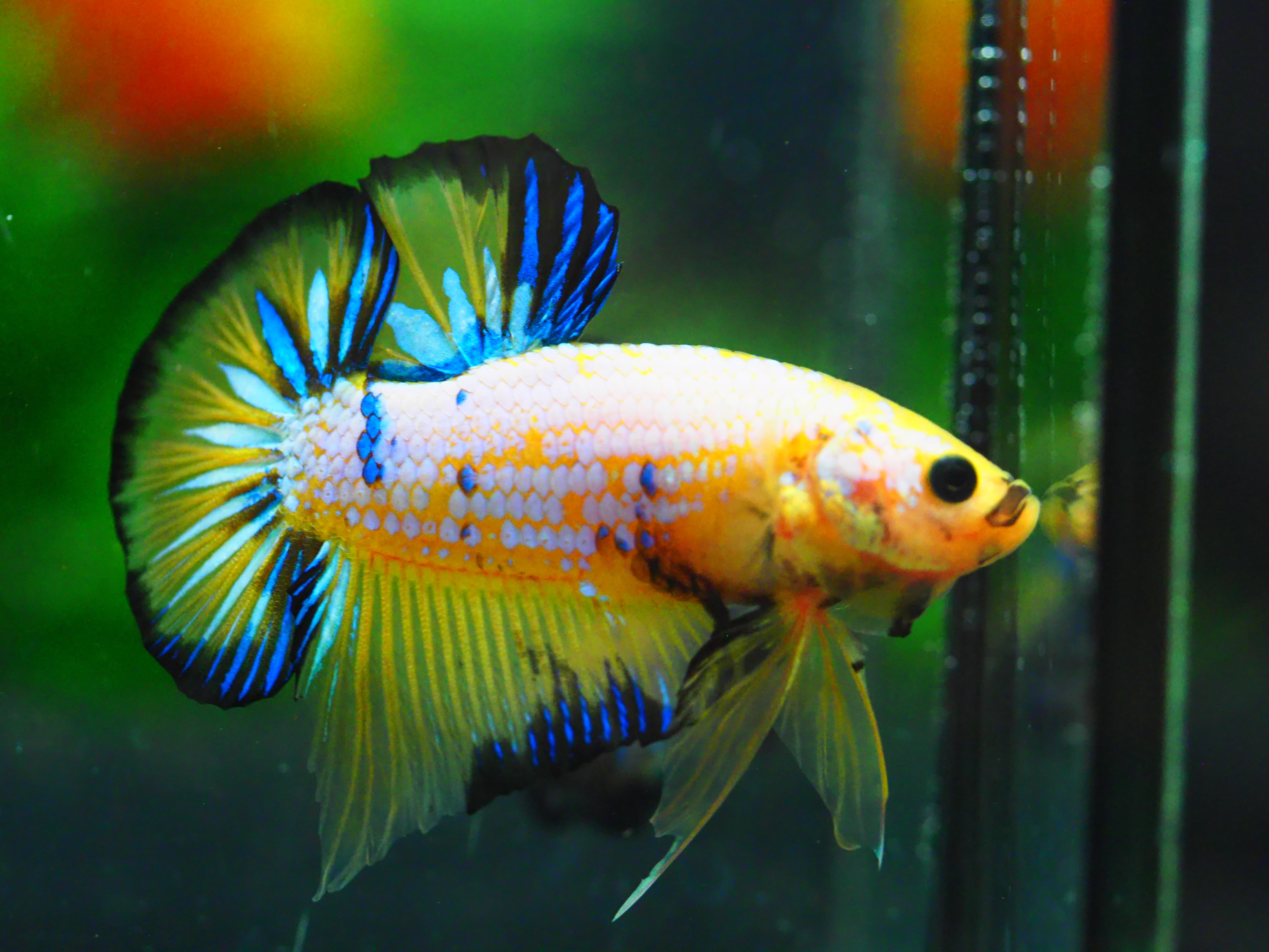 HMPK FANCY MALE GRADE A +++