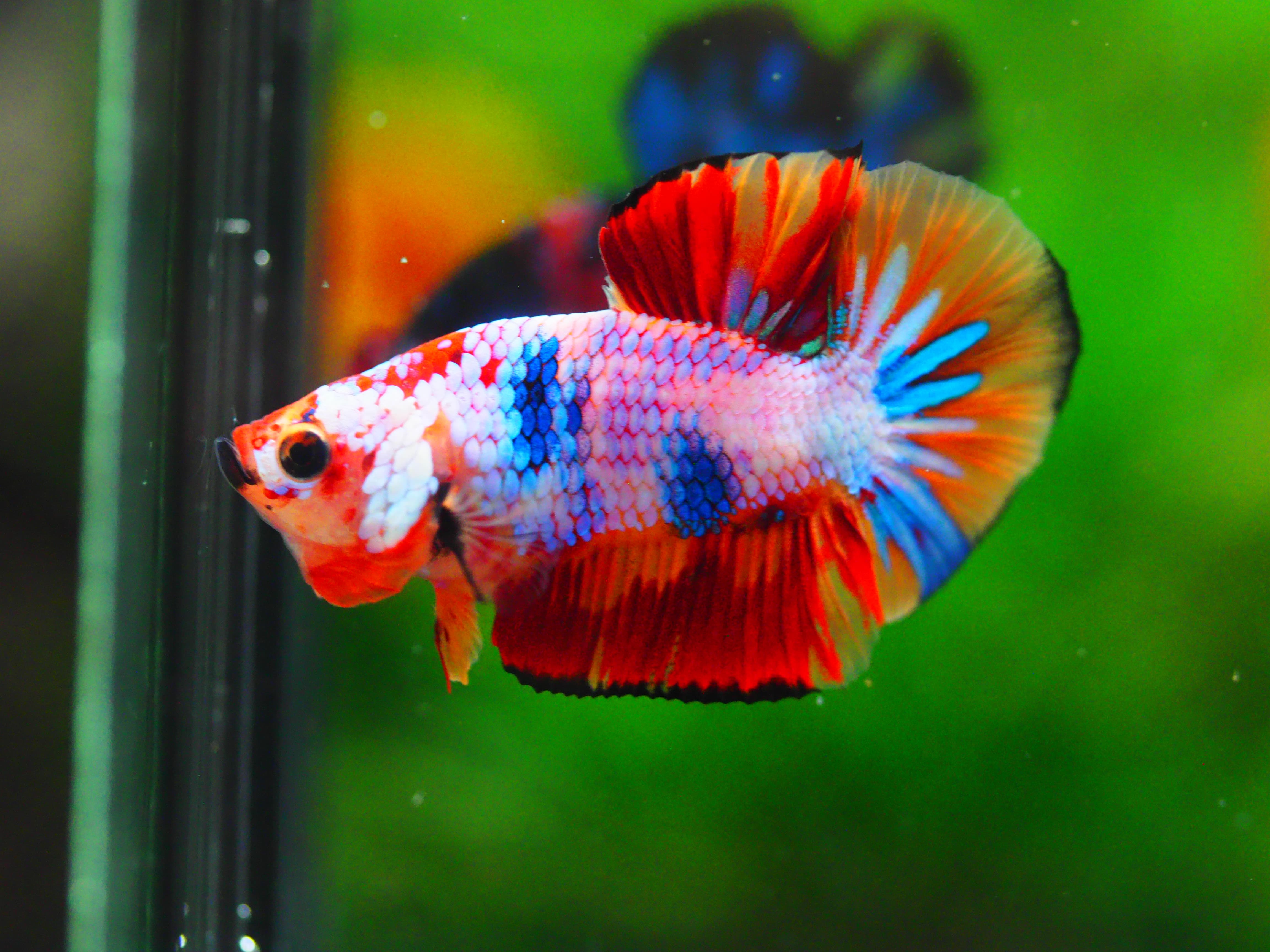 HMPK NEMO MALE GRADE A +++