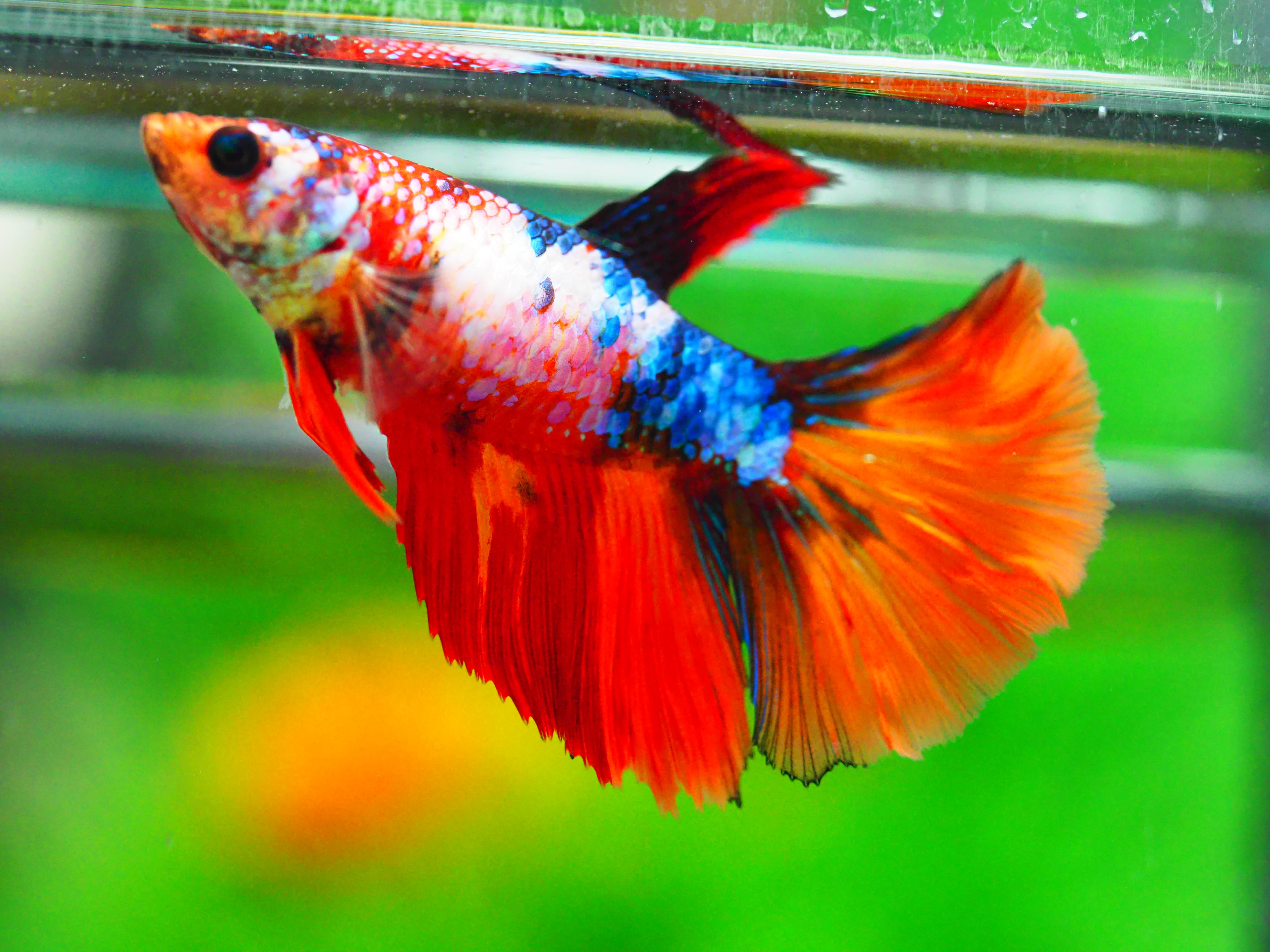 HM NEMO GALAXY FNMALE GRADE A +++