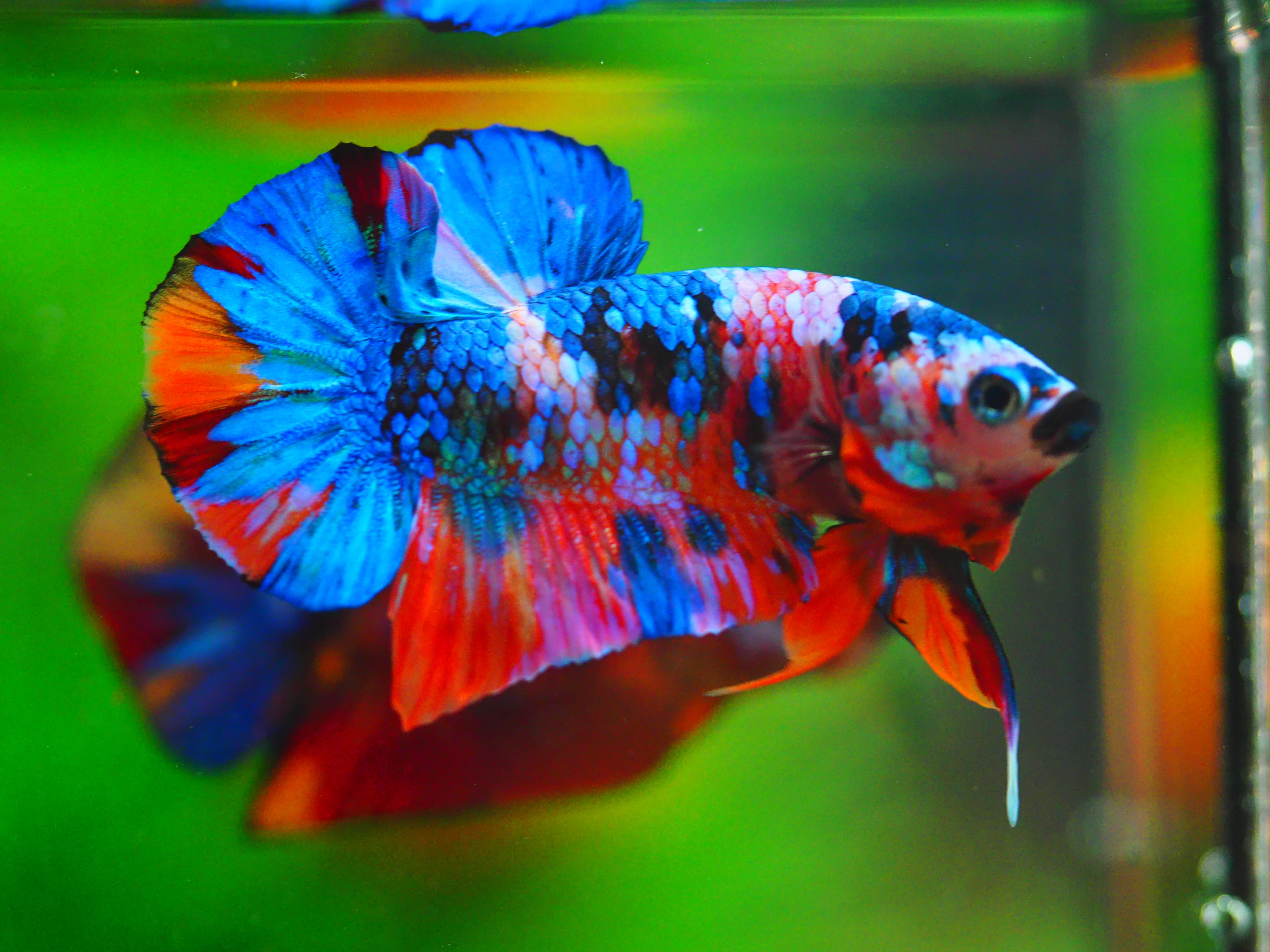 HMPK KOI GALAXY MALE GRADE A++
