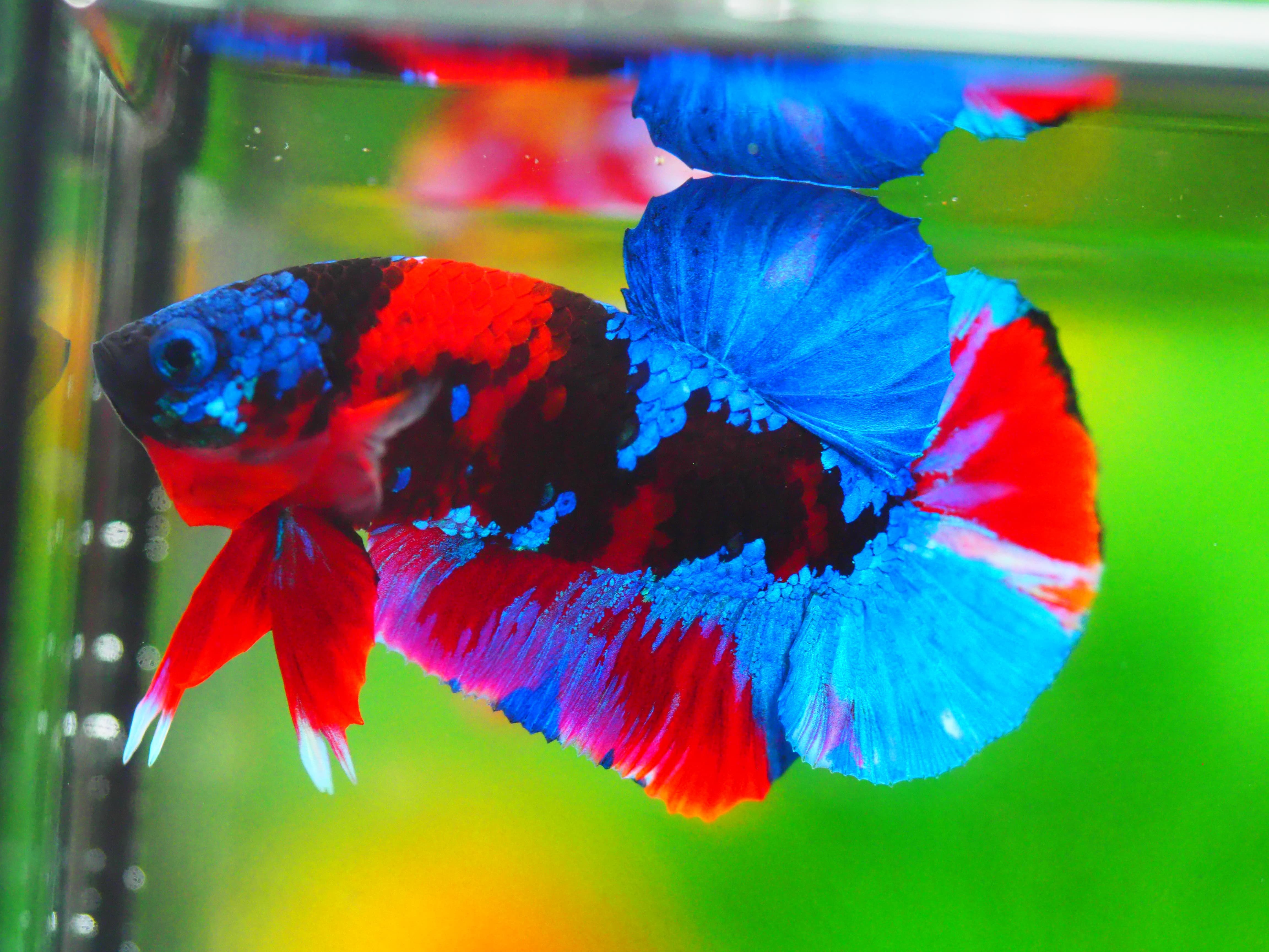 HMPK KOI GALAXY MALE GRADE A +++