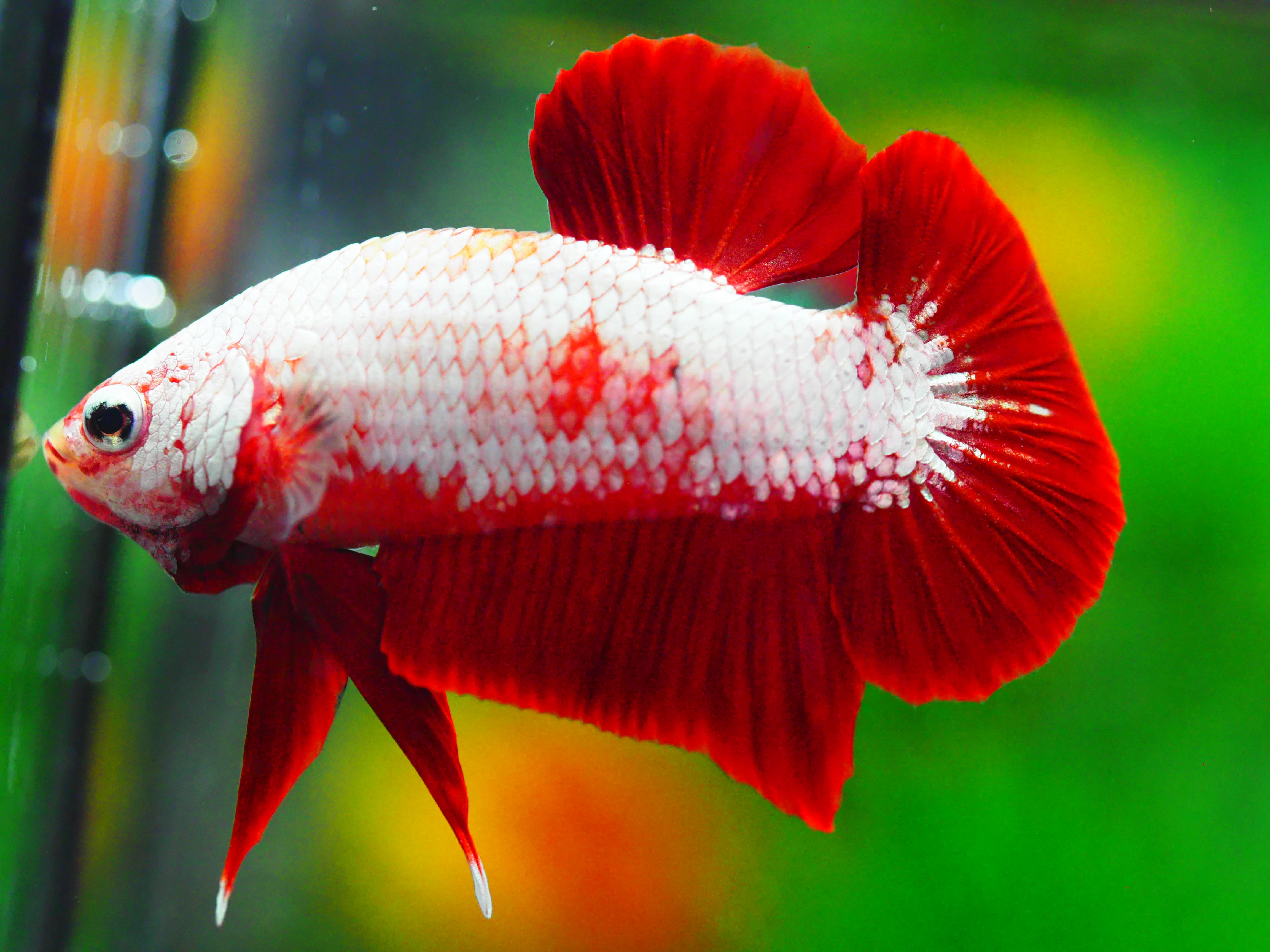 HMPK RGD DRAGON MALE GRADE A +++