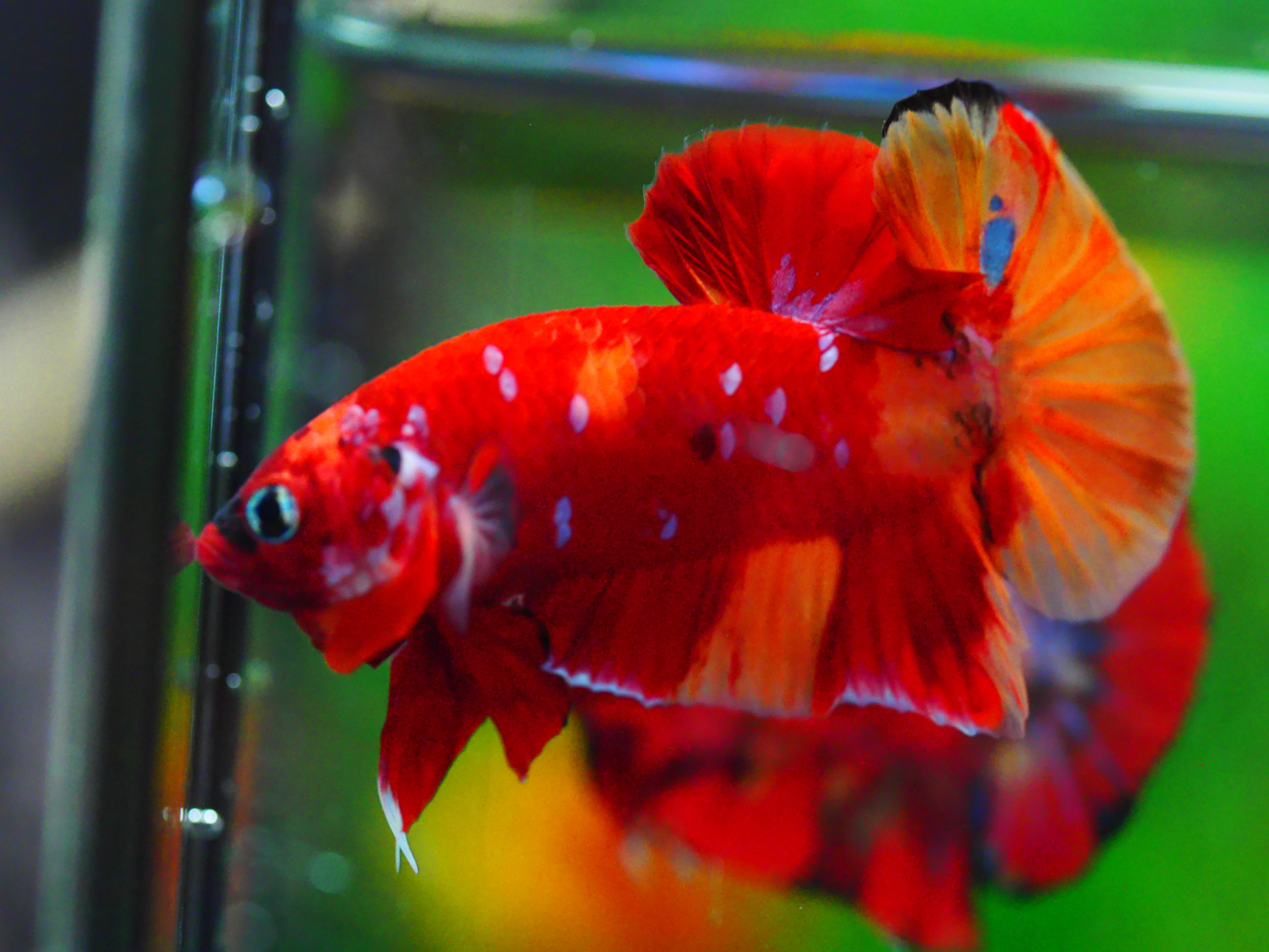 HMPK NEMO GALAXY MALE GRADE A +++