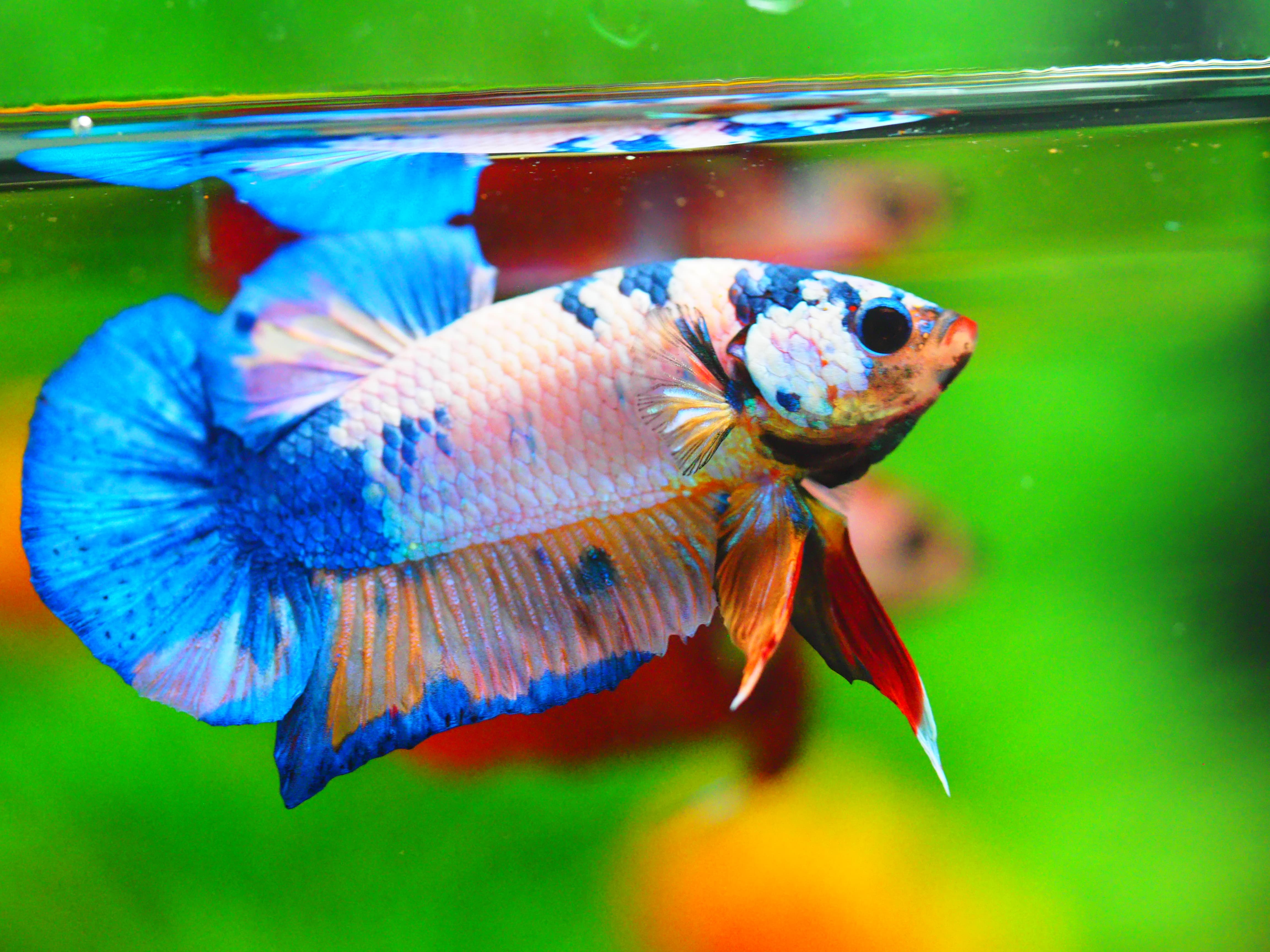 HMPK KOI FANCY MALE GRADE A +++