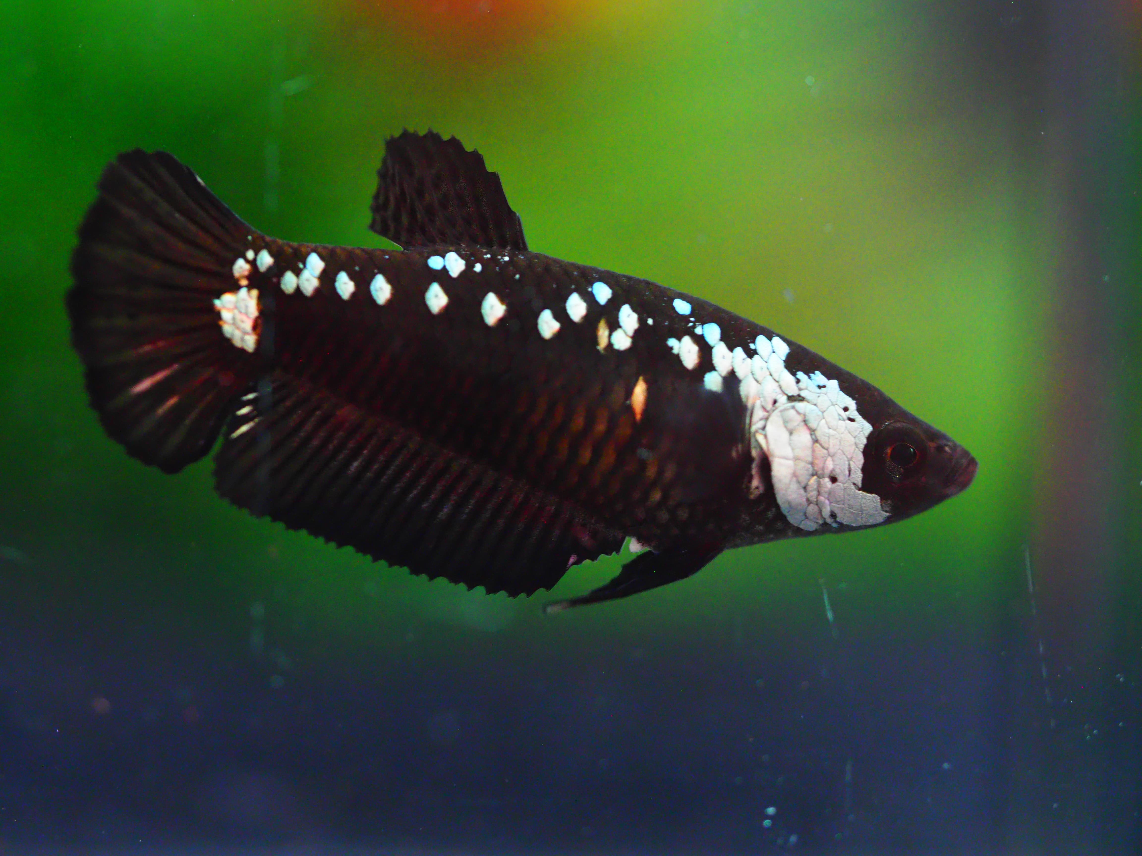 HMPK SRMURIA FEMALE GRADE A +++