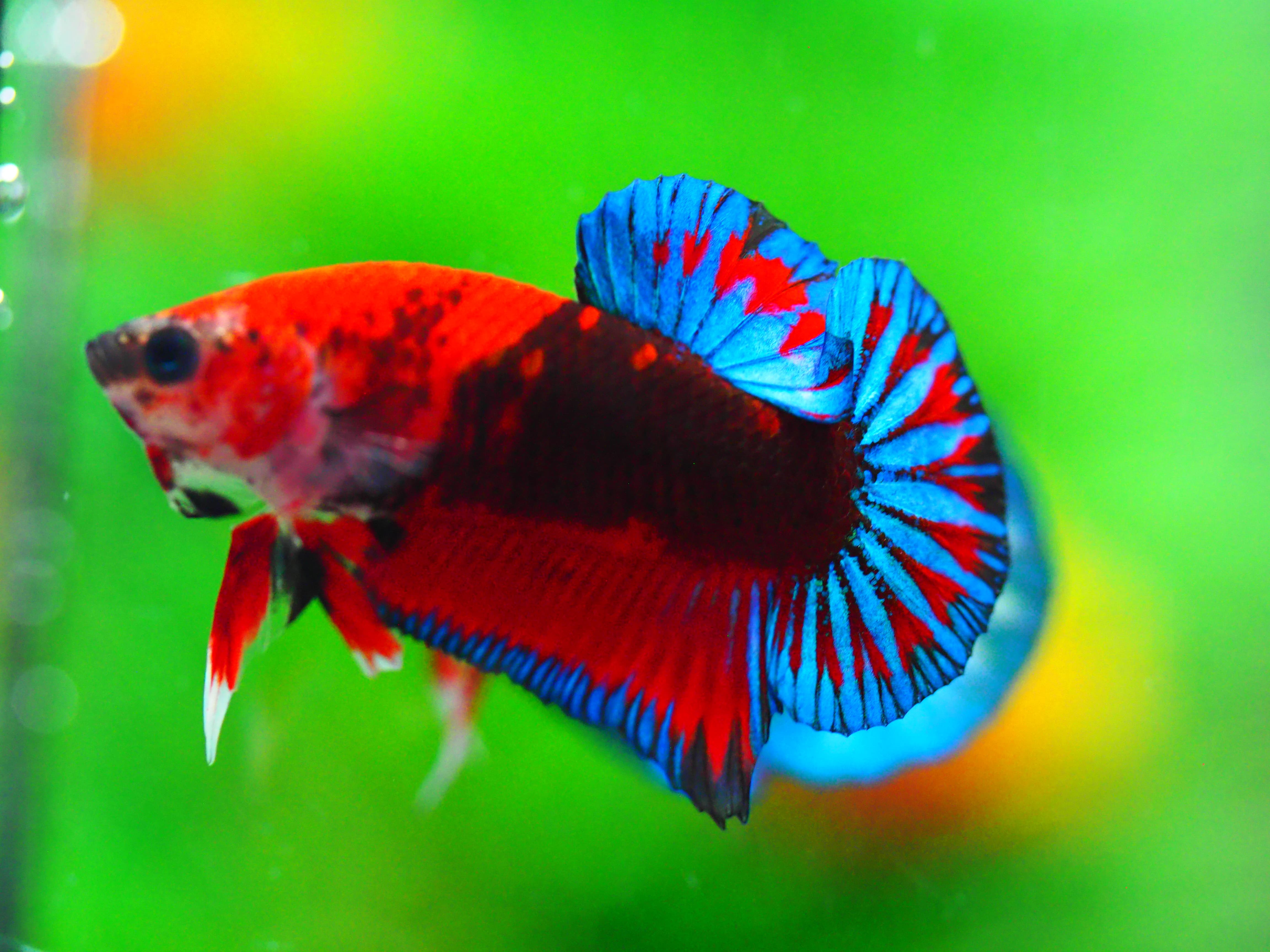 HMPK FANCY MALE GRADE A +++