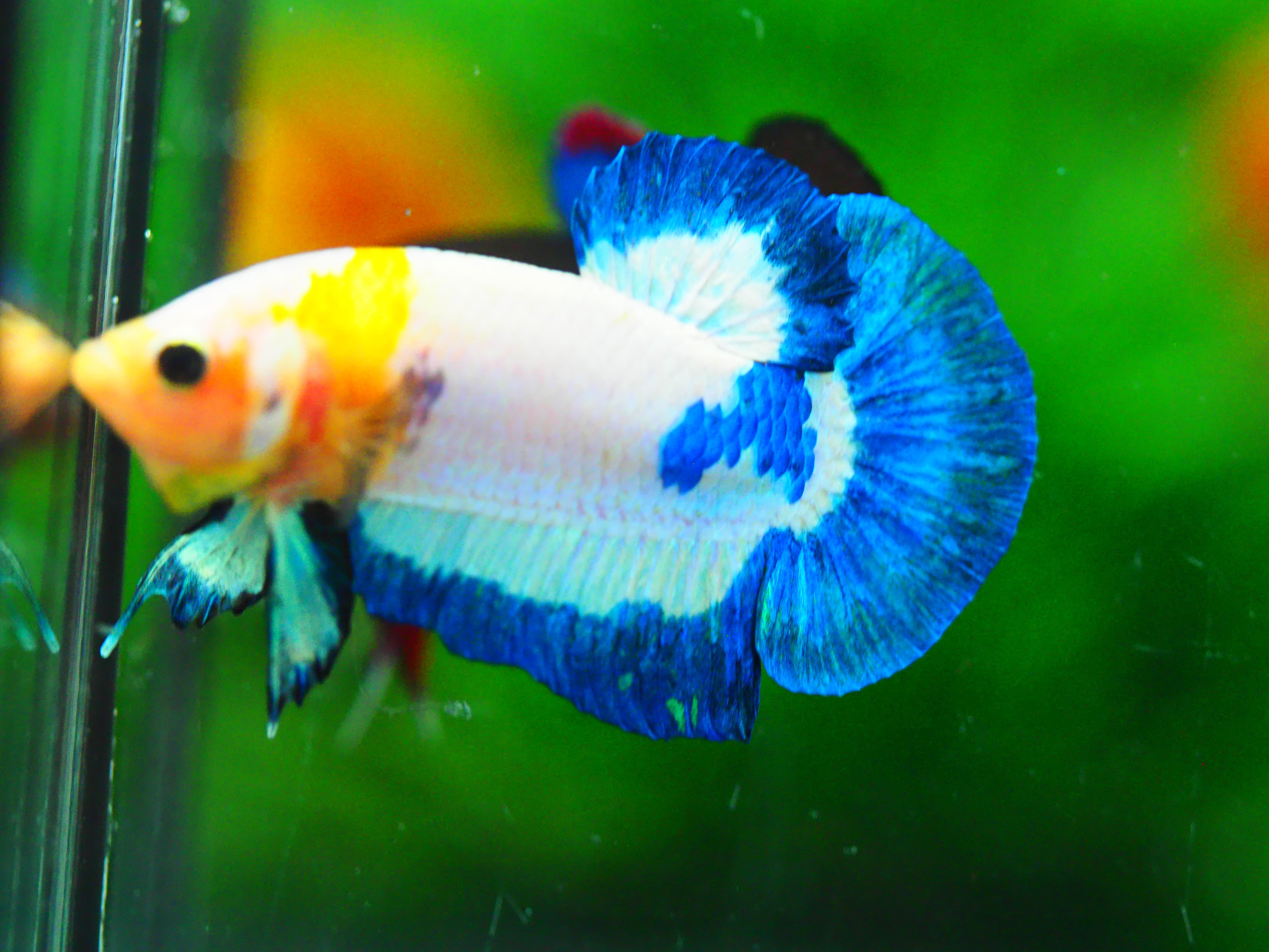 HMPK FANCY MALE GRADE A +++