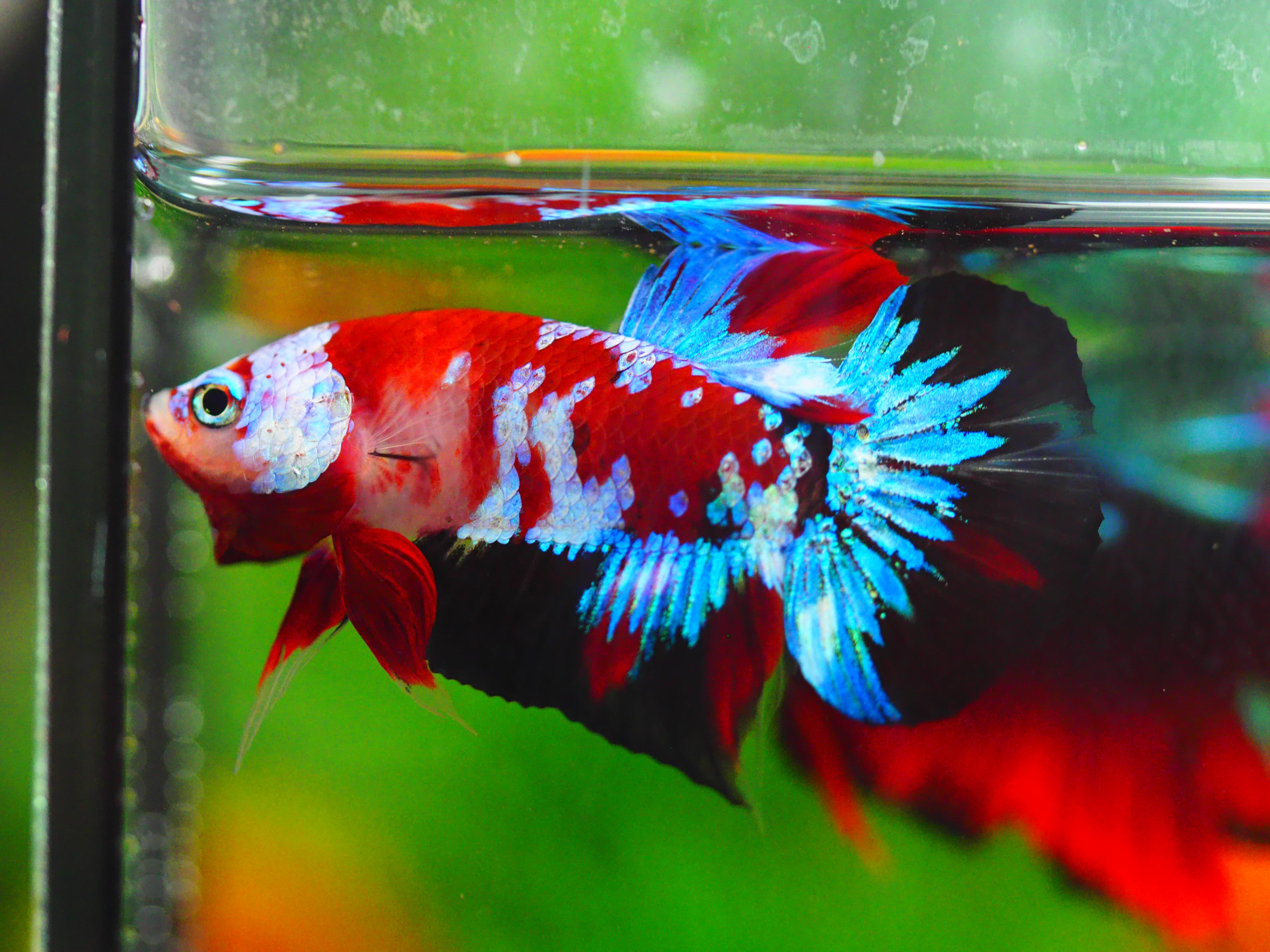HMPK KOI GALAXY MALE GRADE A+++