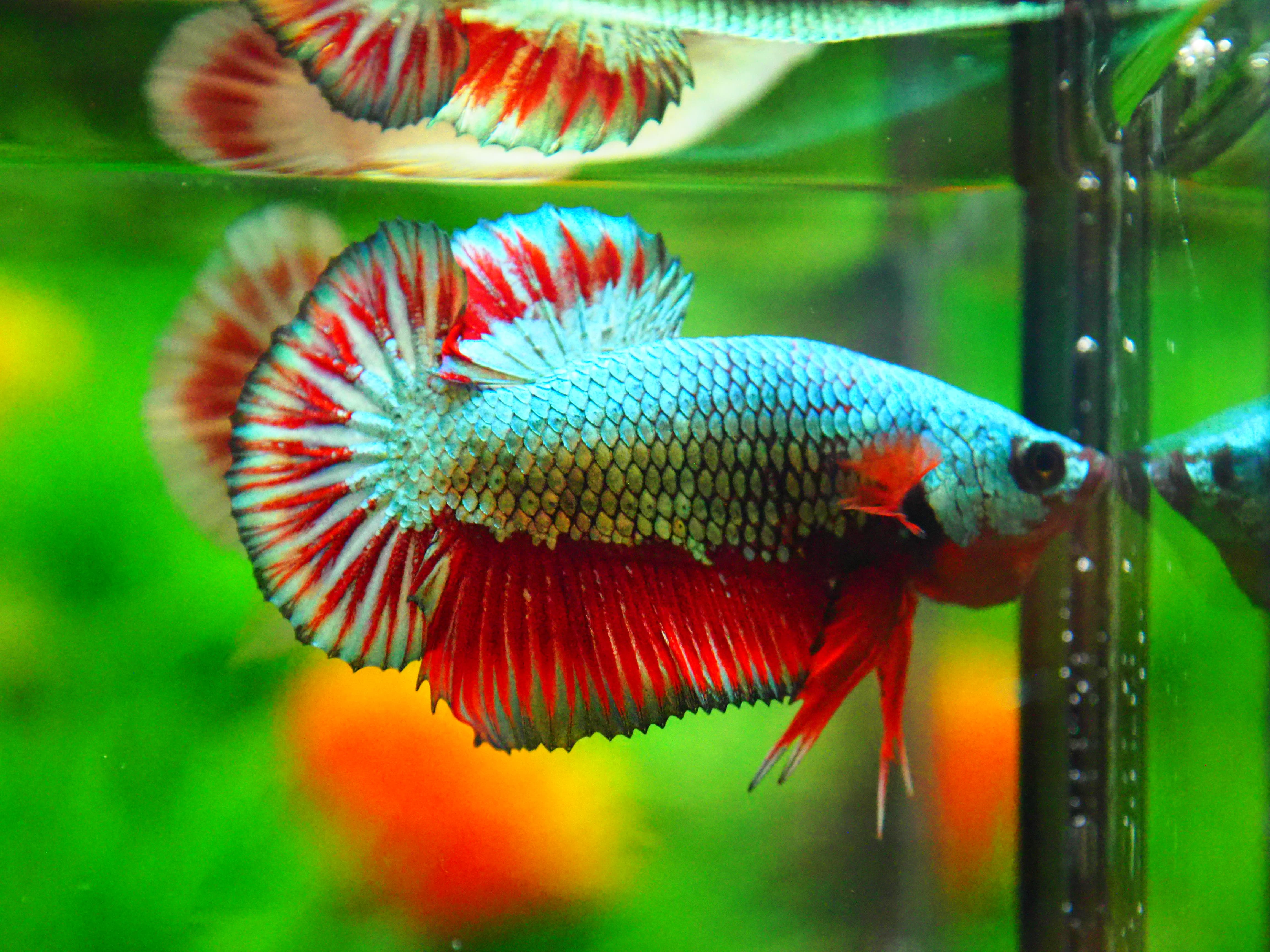 HMPK COPPER FANCY MALE GRADE A +++