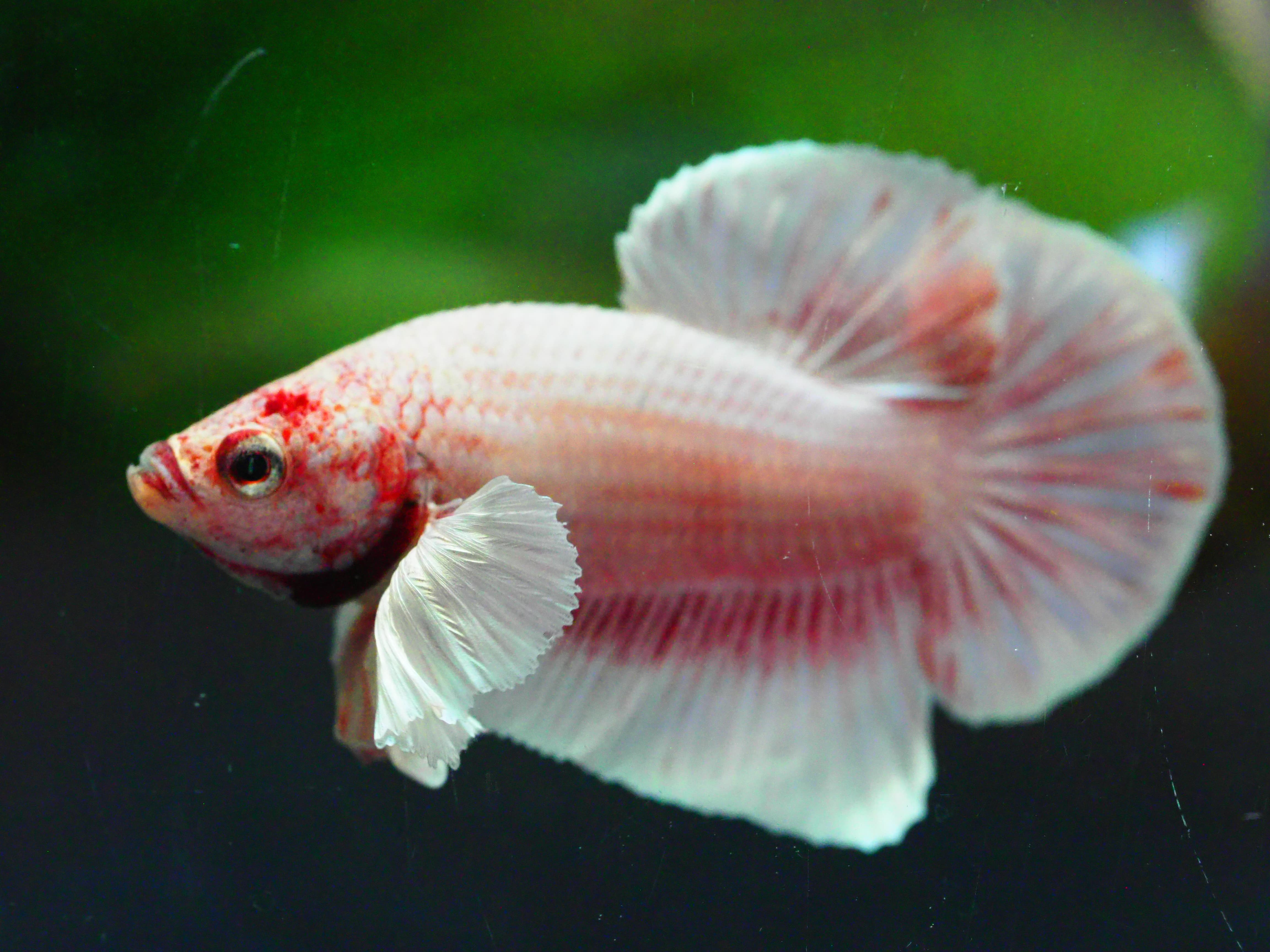 HMPK DUMBO MALE GRADE A +++