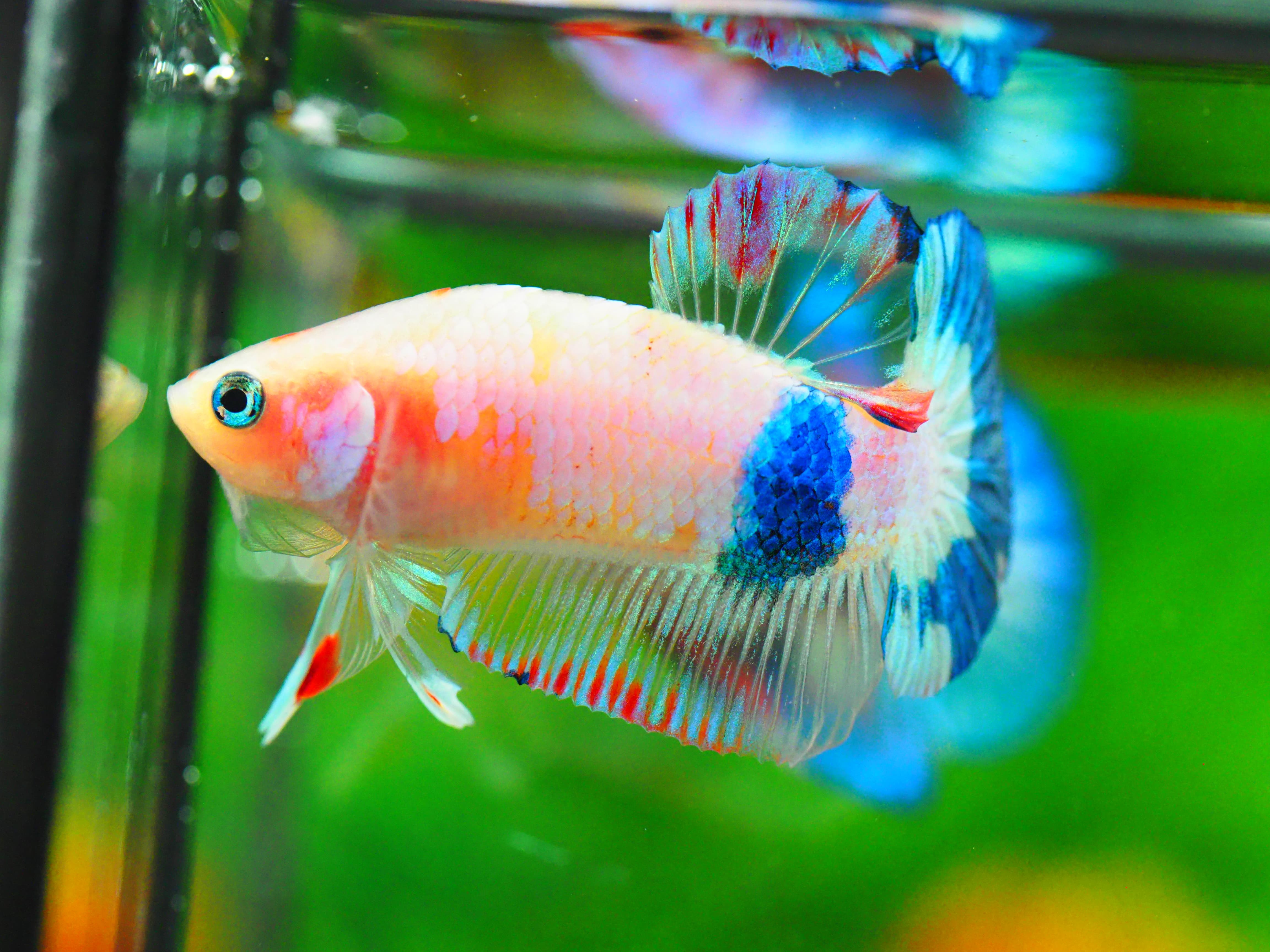 HMPK FANCY MALE GRADE A +++