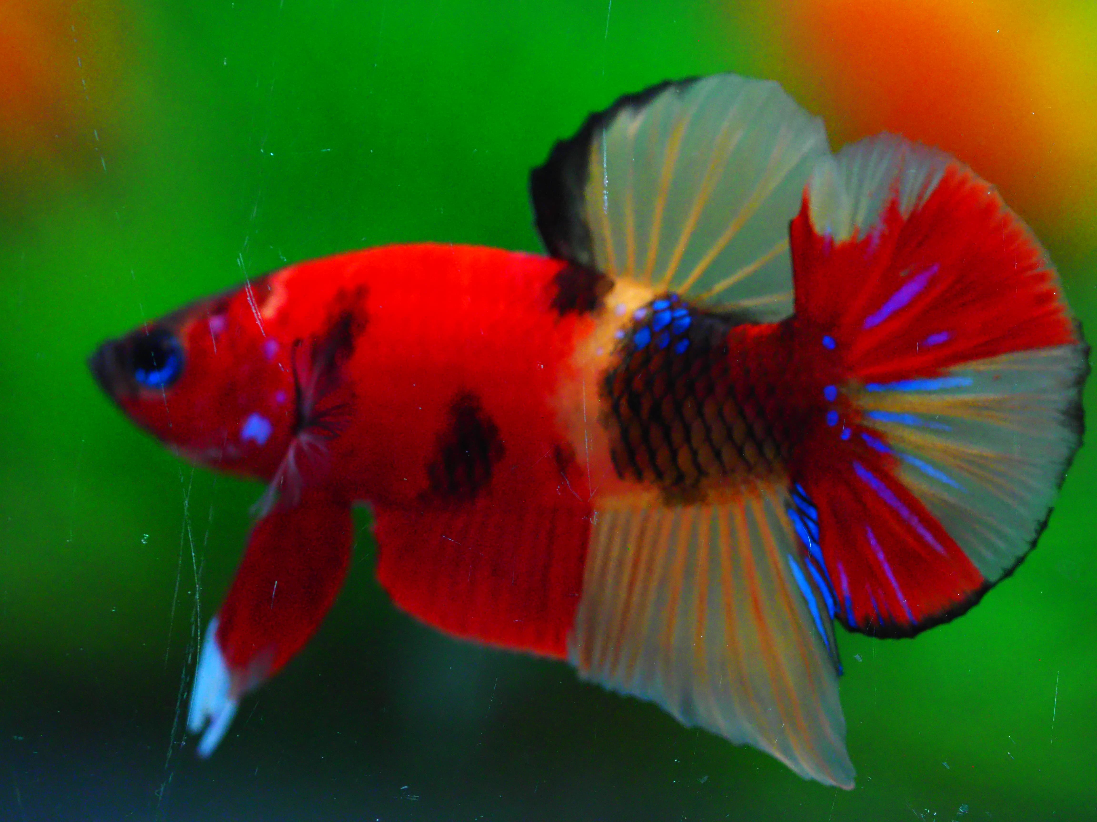 HMPK NEMO MALE GRADE A +++