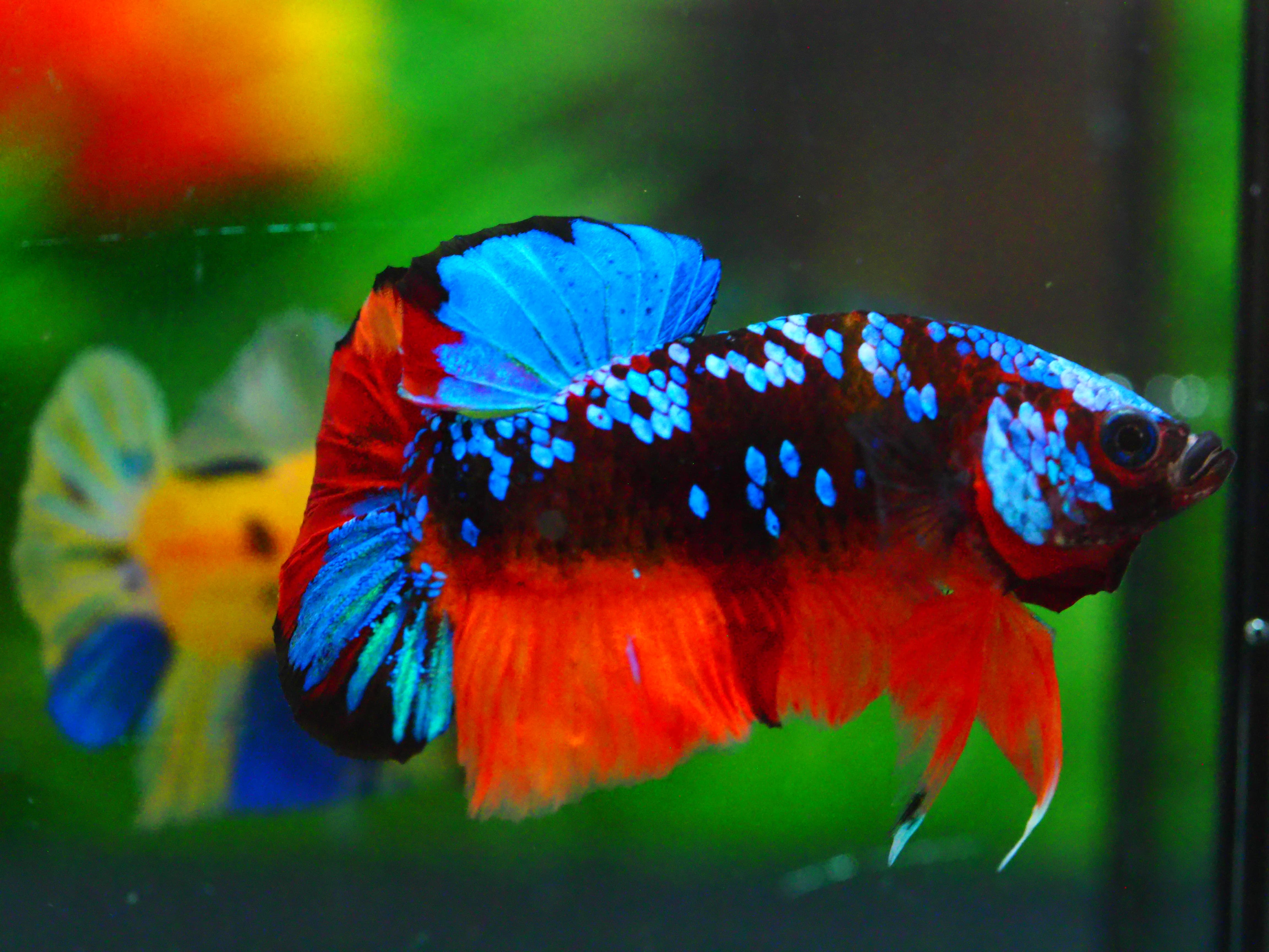 HMPK KOI GALAXY MALE GRADE A +++