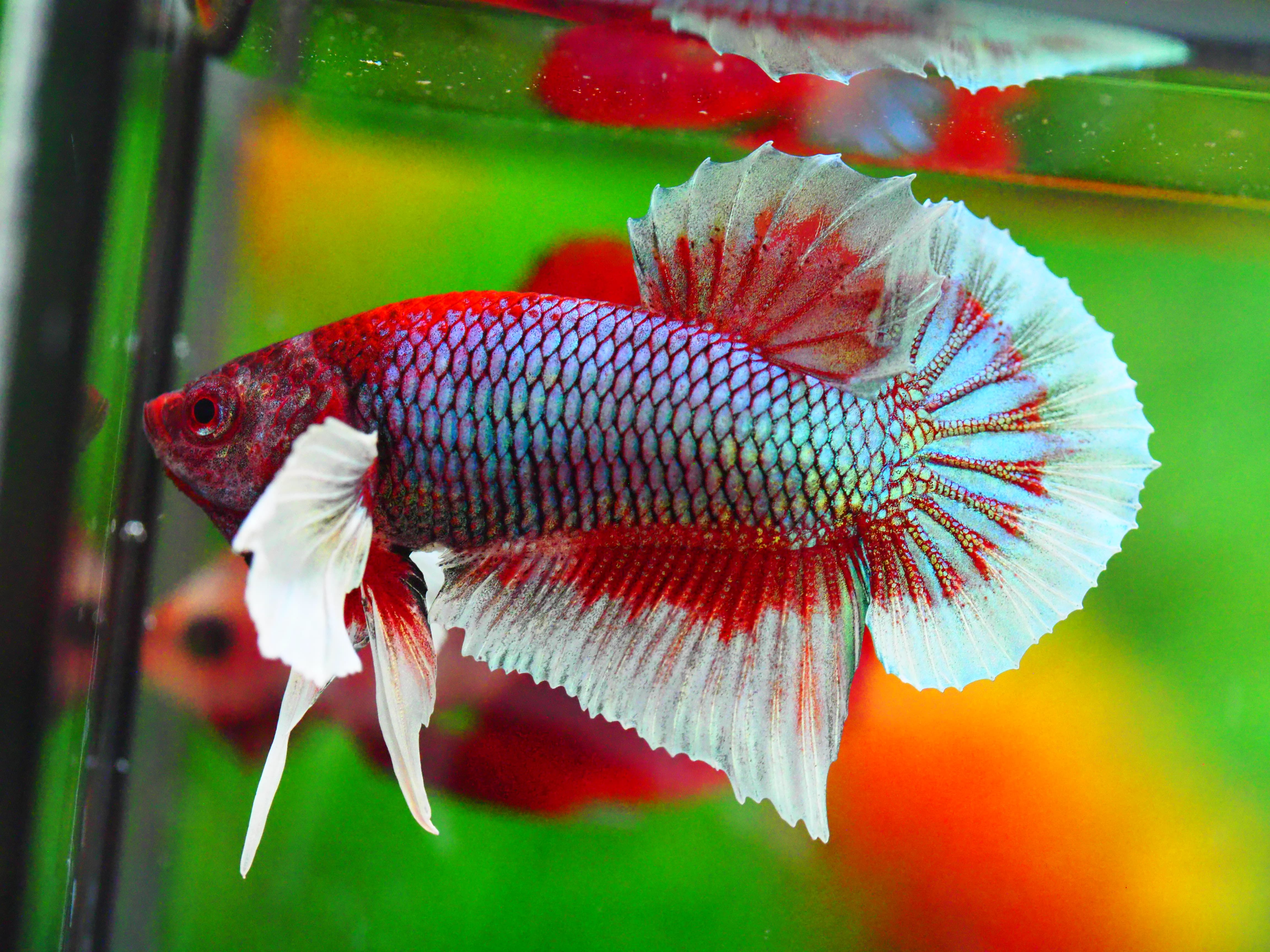 HMPK DUMBO MALE GRADE A +++