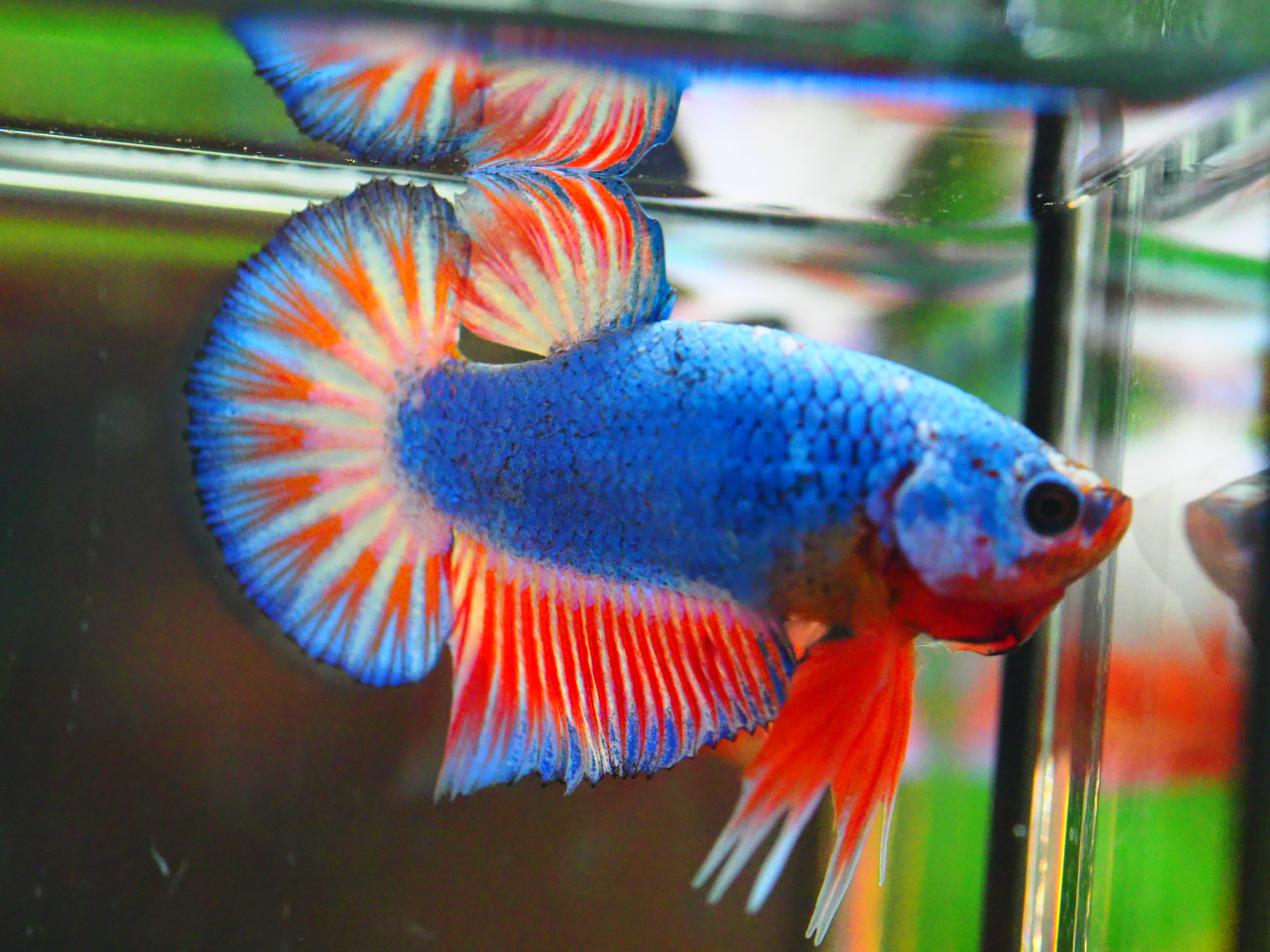 HMPK FANCY MALE GRADE A +++