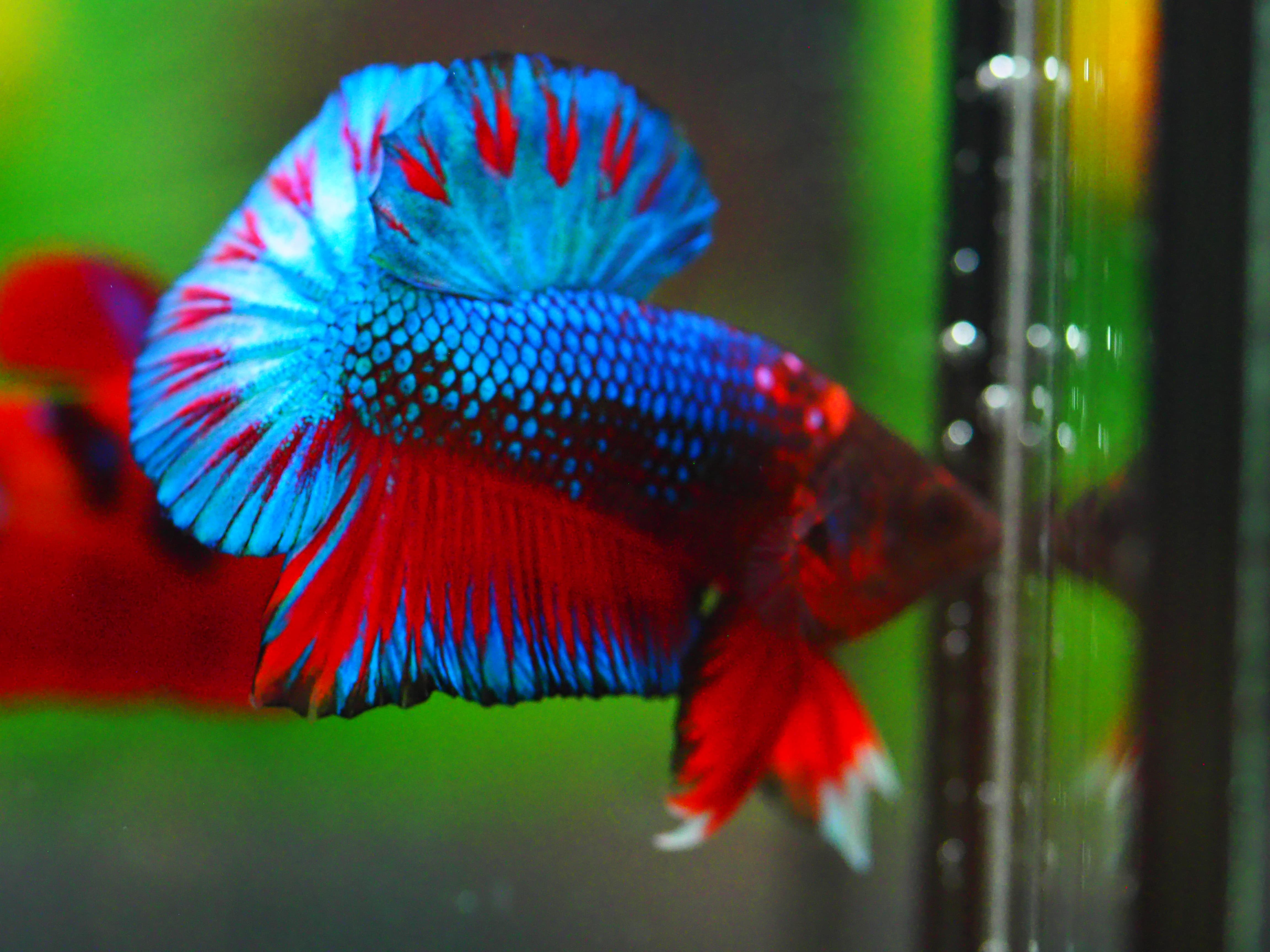 HMPK FANCY MALE GRADE A +++