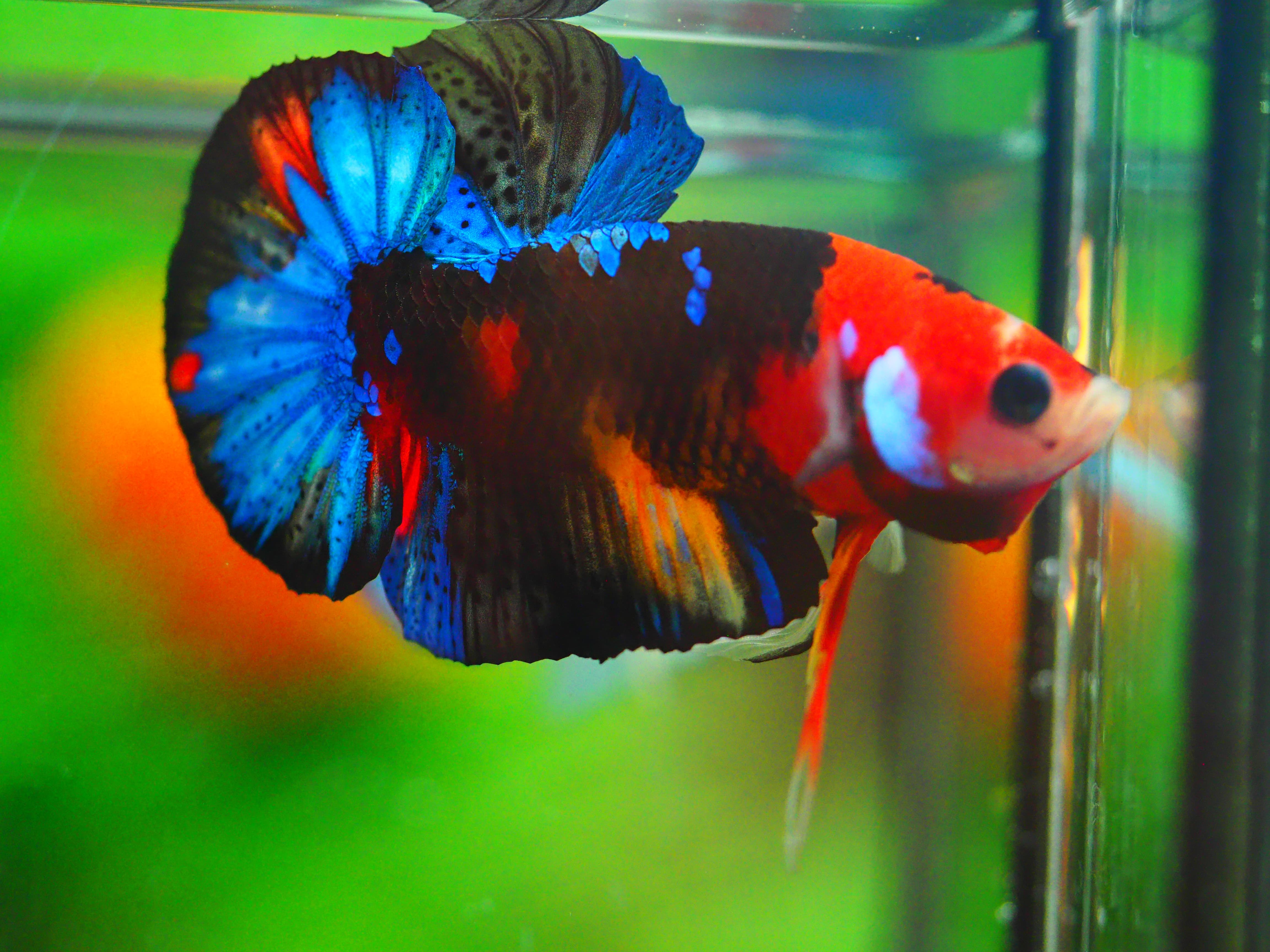 HMPK NEMO GALAXY MALE GRADE A +++