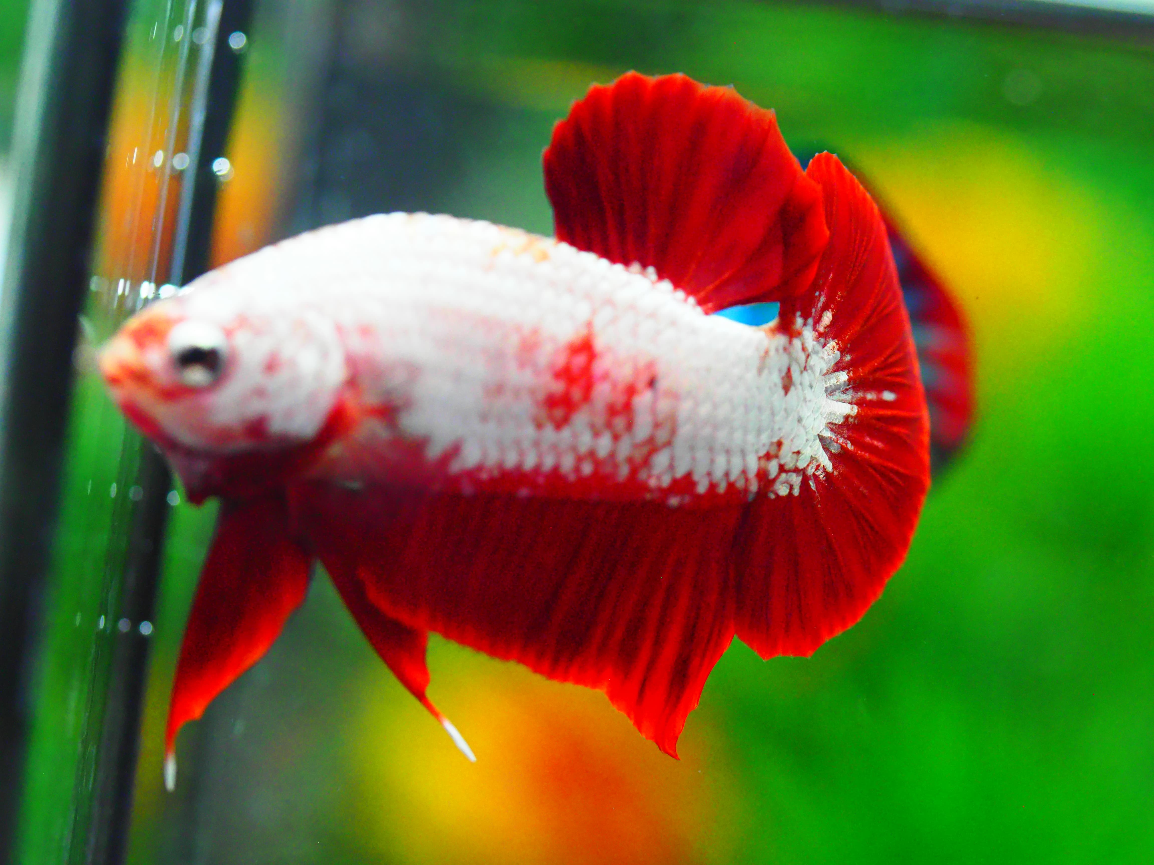 HMPK RGD DRAGON MALE GRADE A +++