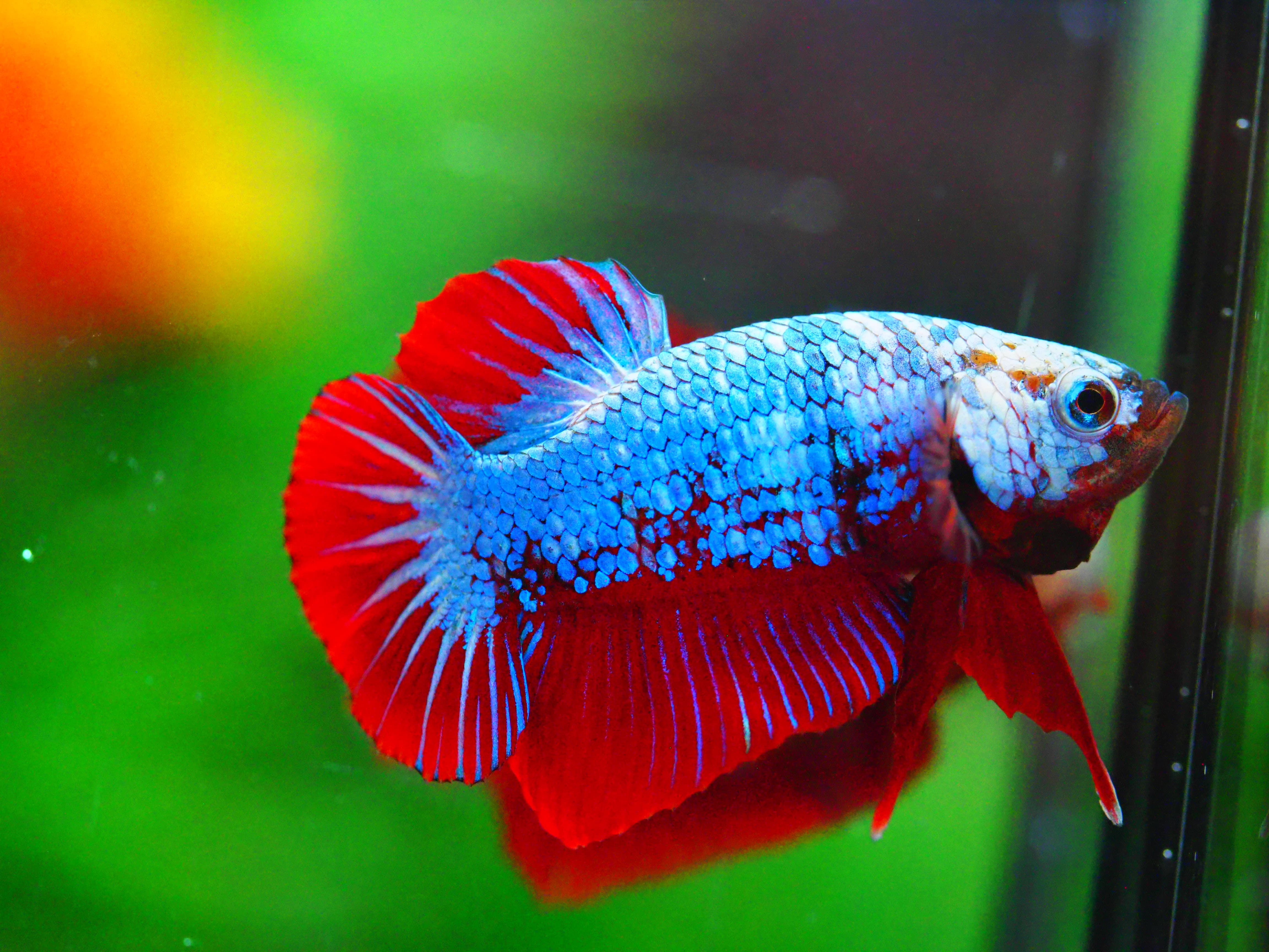 HMPK FANCY MALE GRADE A +++