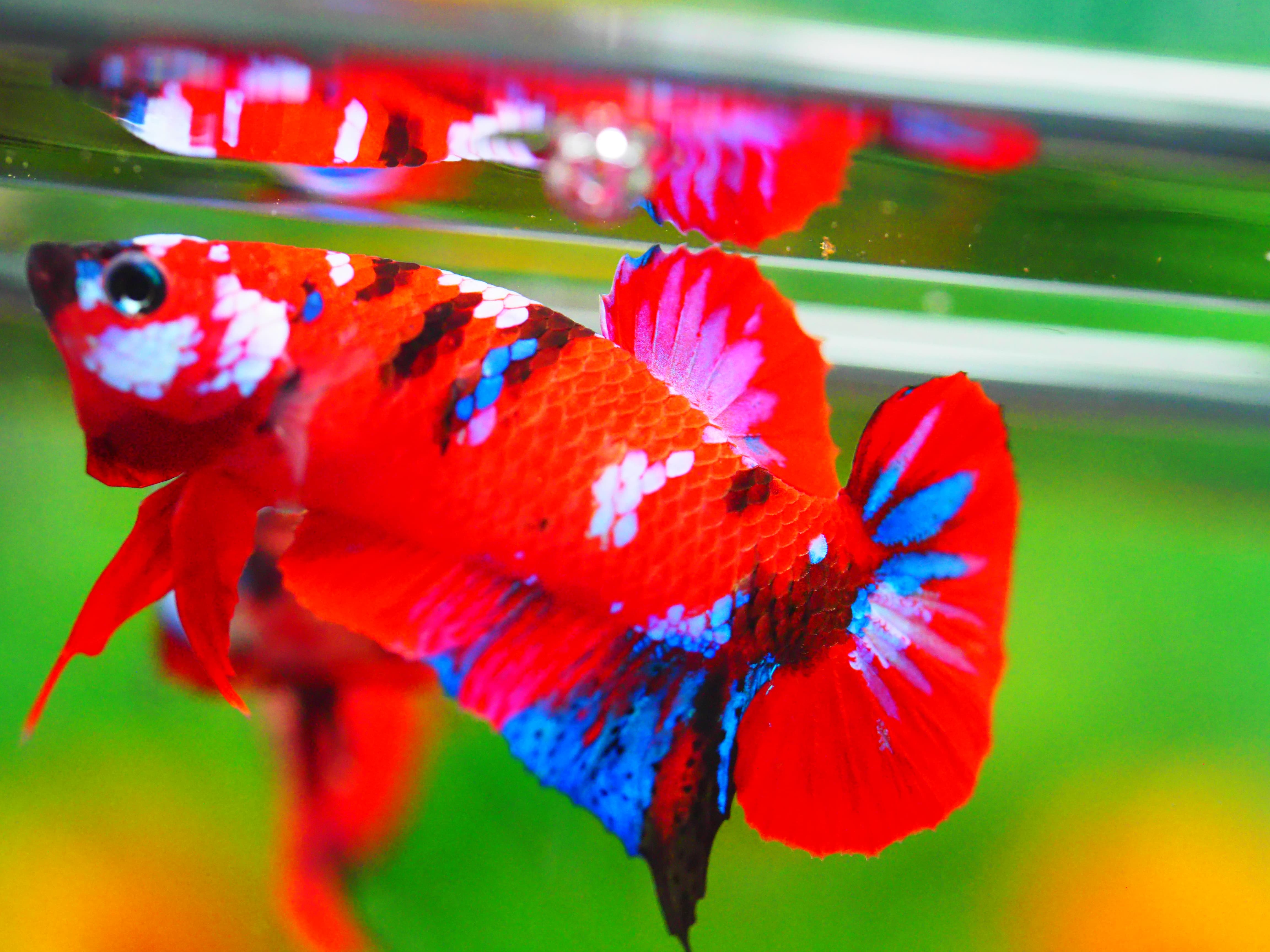 HMPK KOI GALAXY MALE GRADE A +++