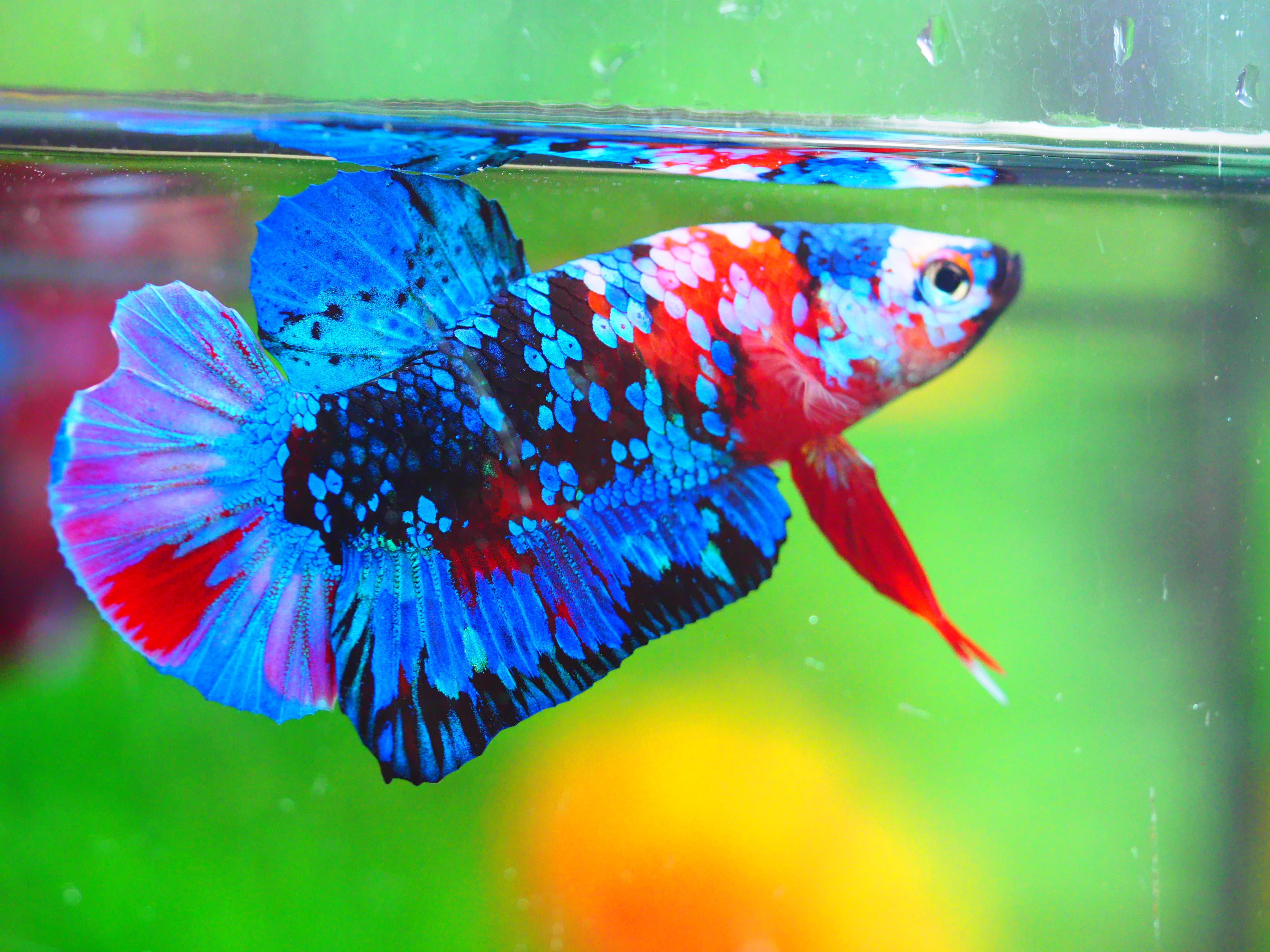 HMPK KOI GALAXY MALE GRADE A +++