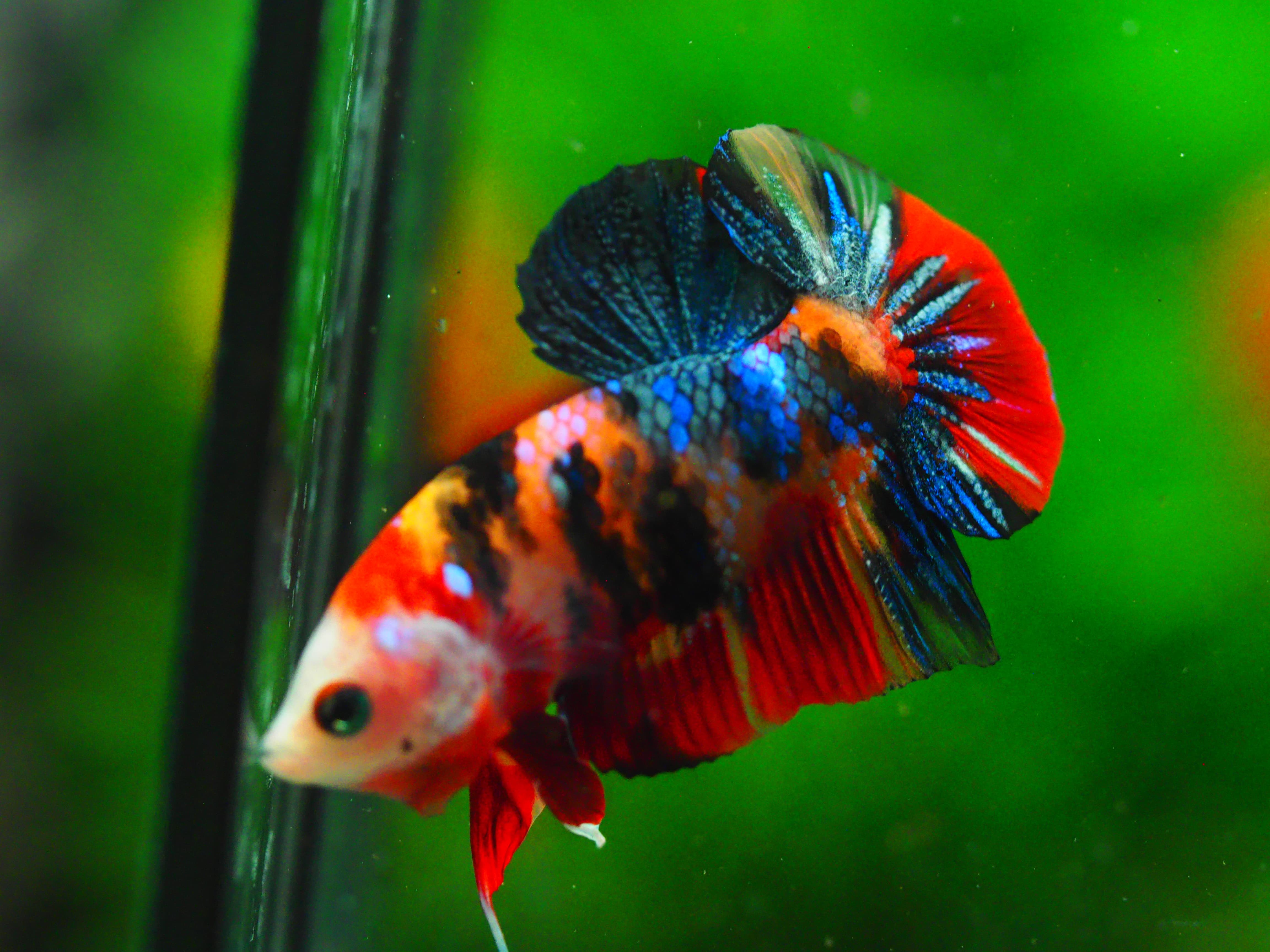 HMPK NEMO GALAXY MALE GRADE A +++