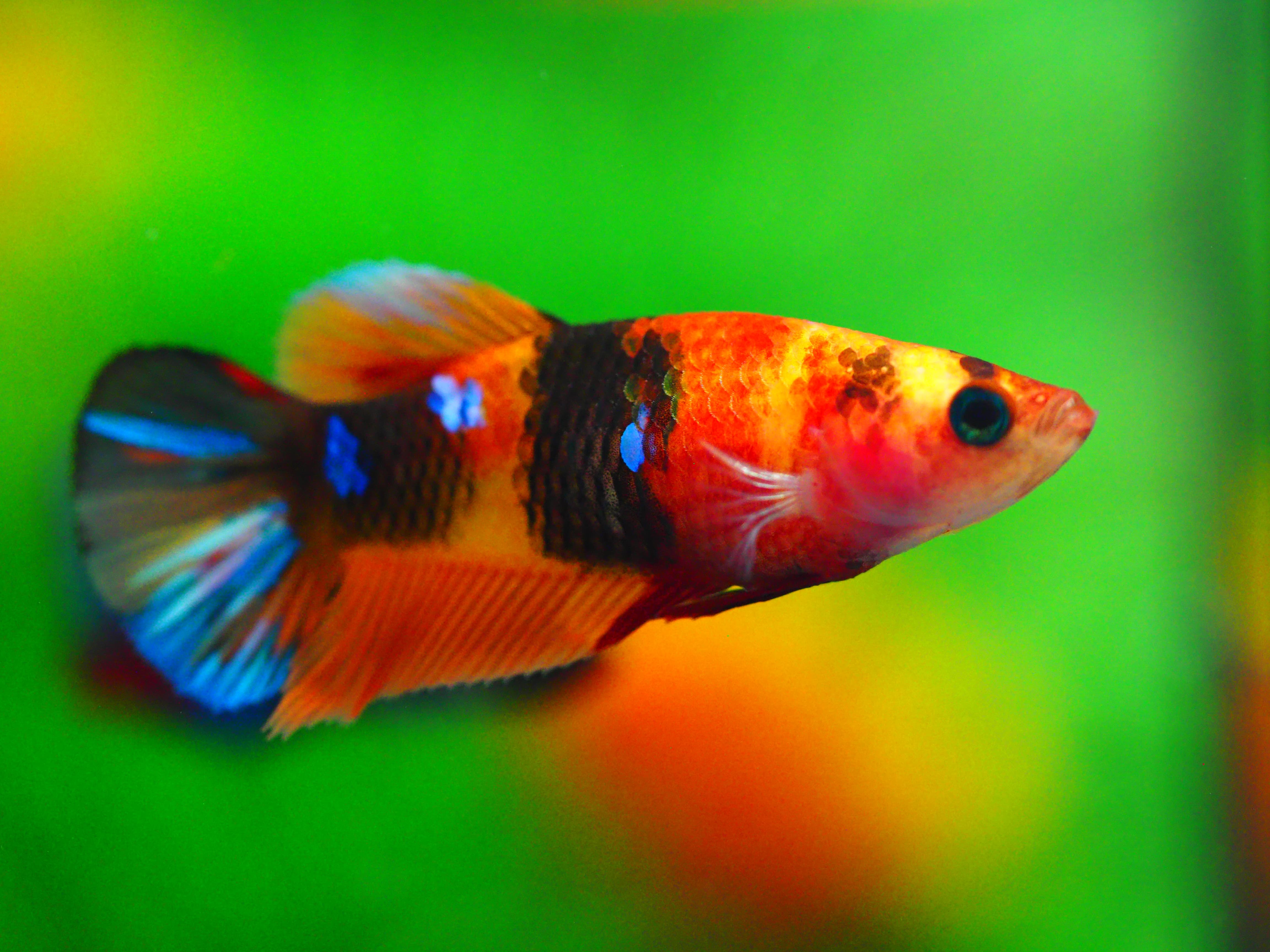 HMPK NEMO GALAXY FNMALE GRADE A +++